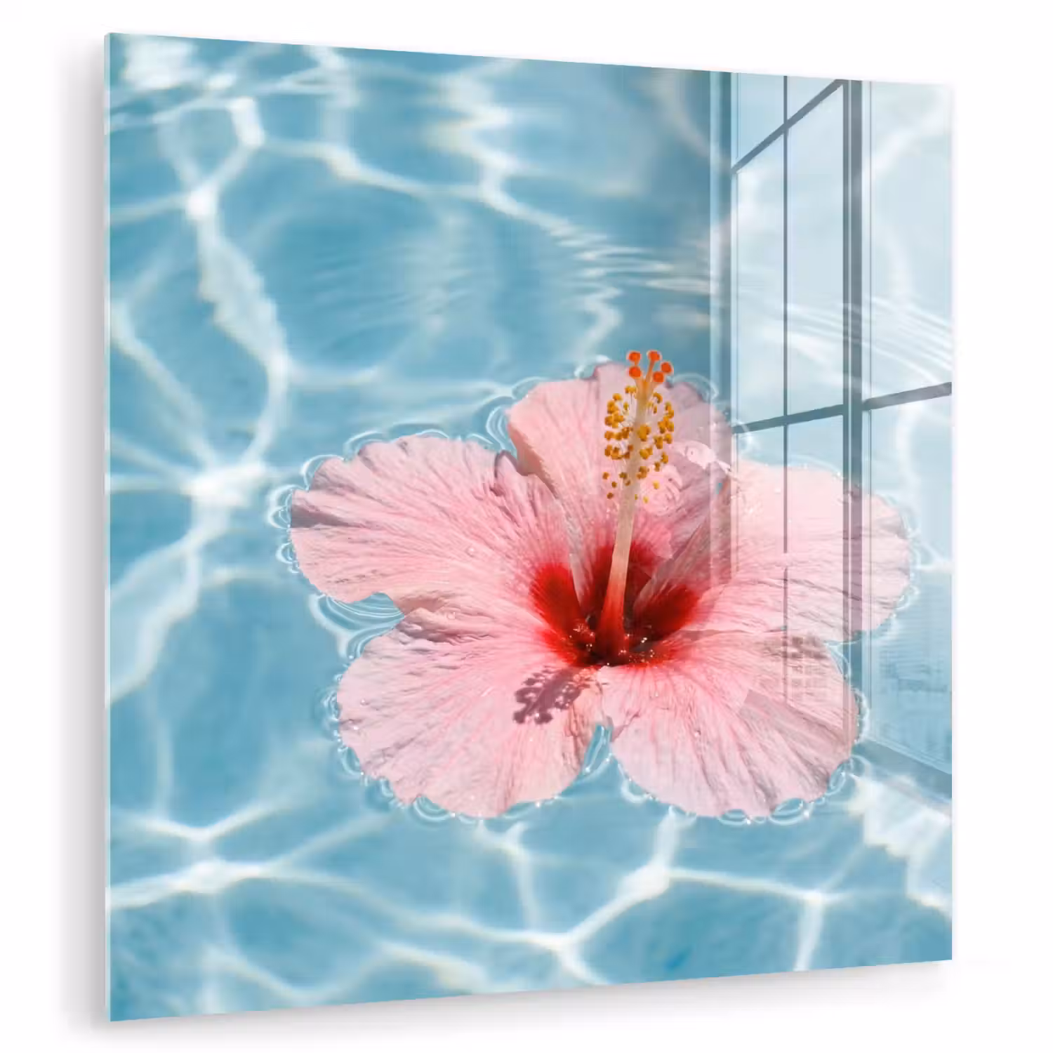 Hibiscus - Water - Roze plexiglas 5mm klein -zzzproduct_nieuw