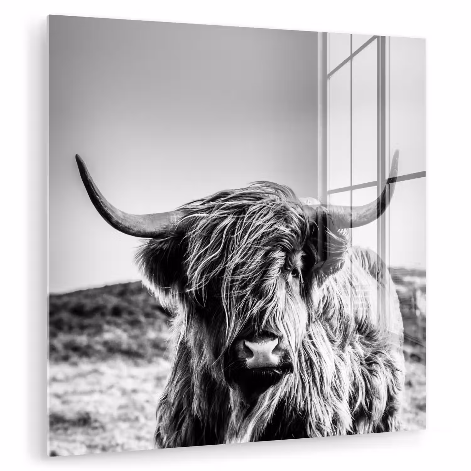 Koe - Schotse hooglander - Zwart - Wit - Dier - Natuur - Wild plexiglas 5mm klein -zzzproduct_nieuw