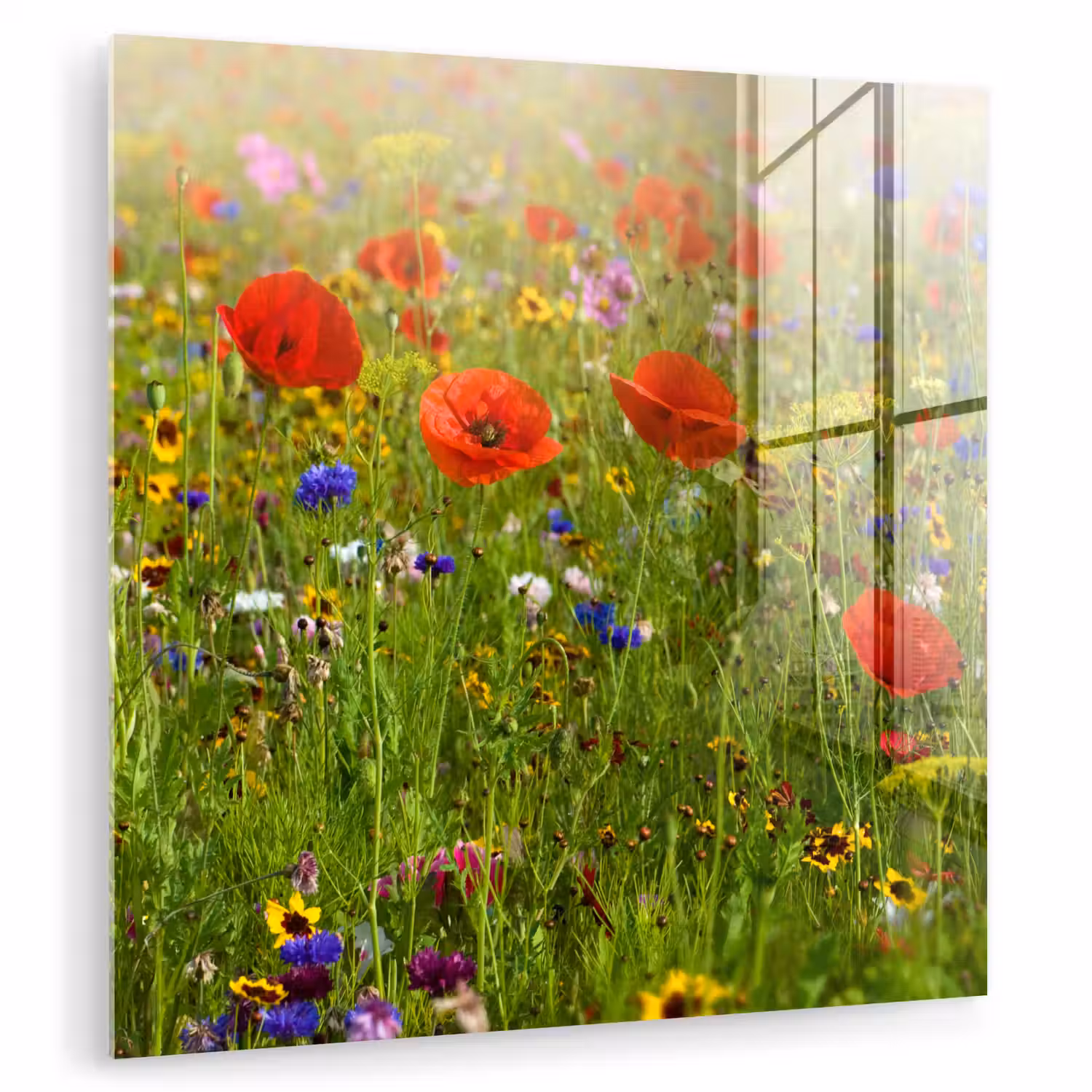 Lente - Bloemen - Rood - Klaproos - Gras - Groen plexiglas 5mm klein -zzzproduct_nieuw