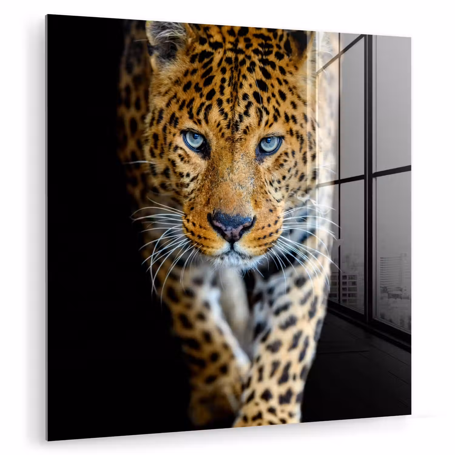 Luipaard - Dieren - Portret - Wilde dieren - Zwart plexiglas 5mm klein -zzzproduct_nieuw