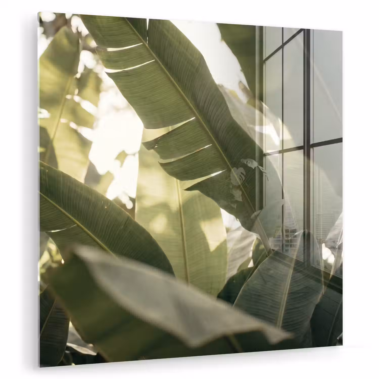 Natuur - Bladeren - Groen - Tropisch - Detail plexiglas 5mm klein -zzzproduct_nieuw