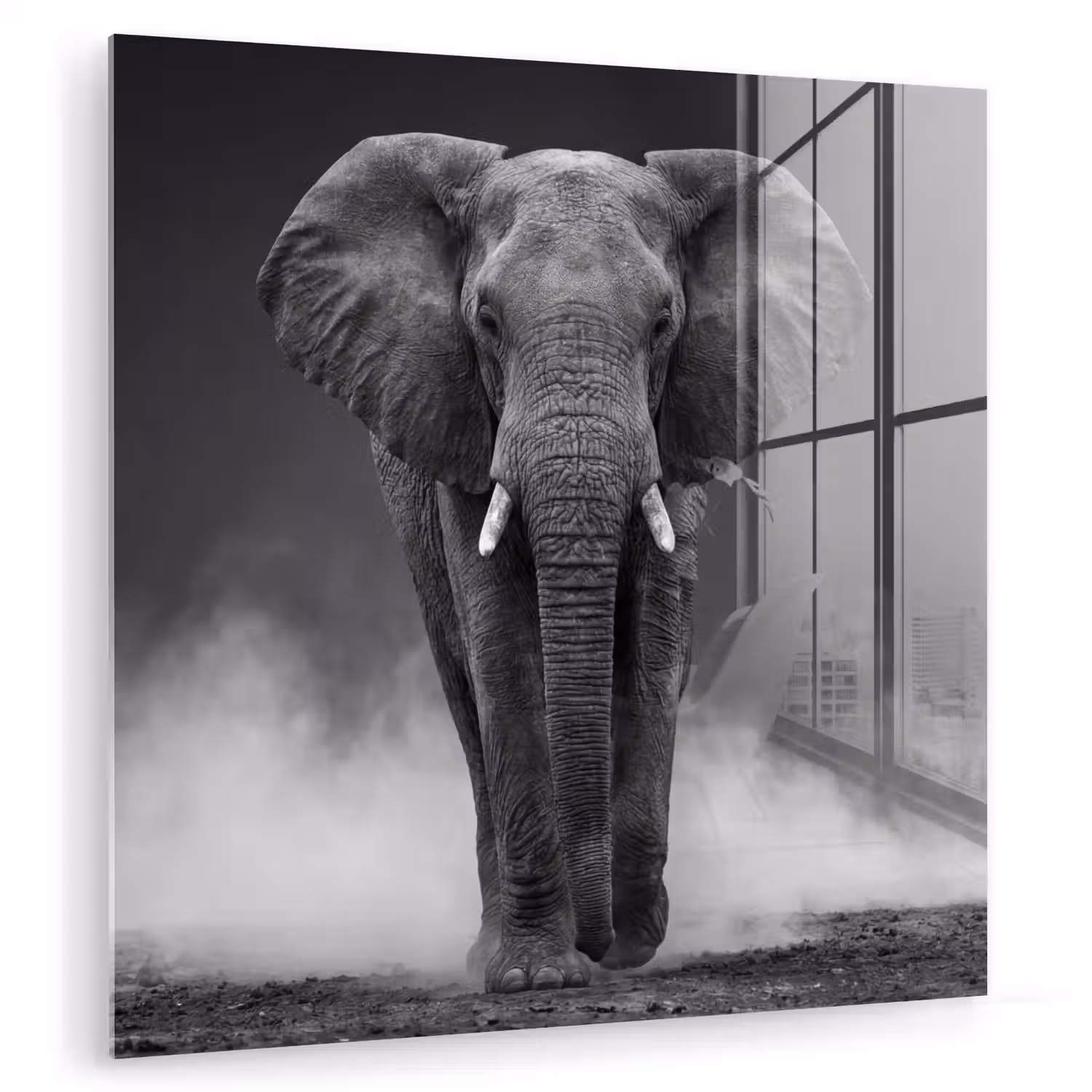 Olifant - Zwart - Wit - Rook plexiglas 5mm klein -zzzproduct_nieuw