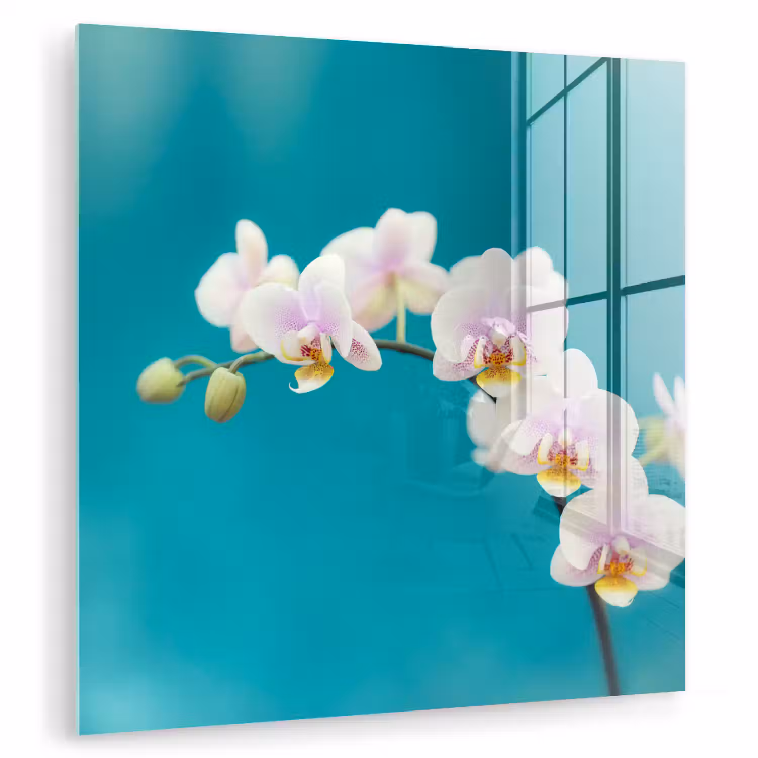 Orchidee - Bloemen - Plant - Wit - Paars plexiglas 5mm klein -zzzproduct_nieuw