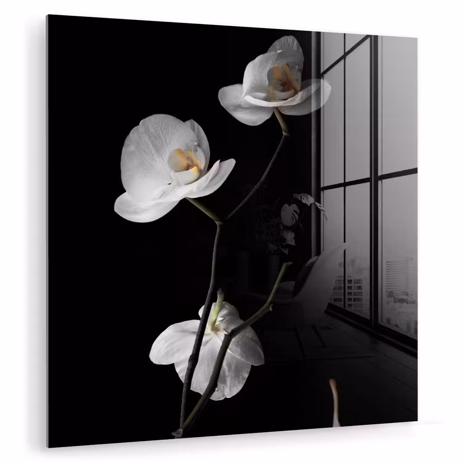 Orchidee - Bloemen - Zwart - Wit - Stilleven plexiglas 5mm klein -zzzproduct_nieuw
