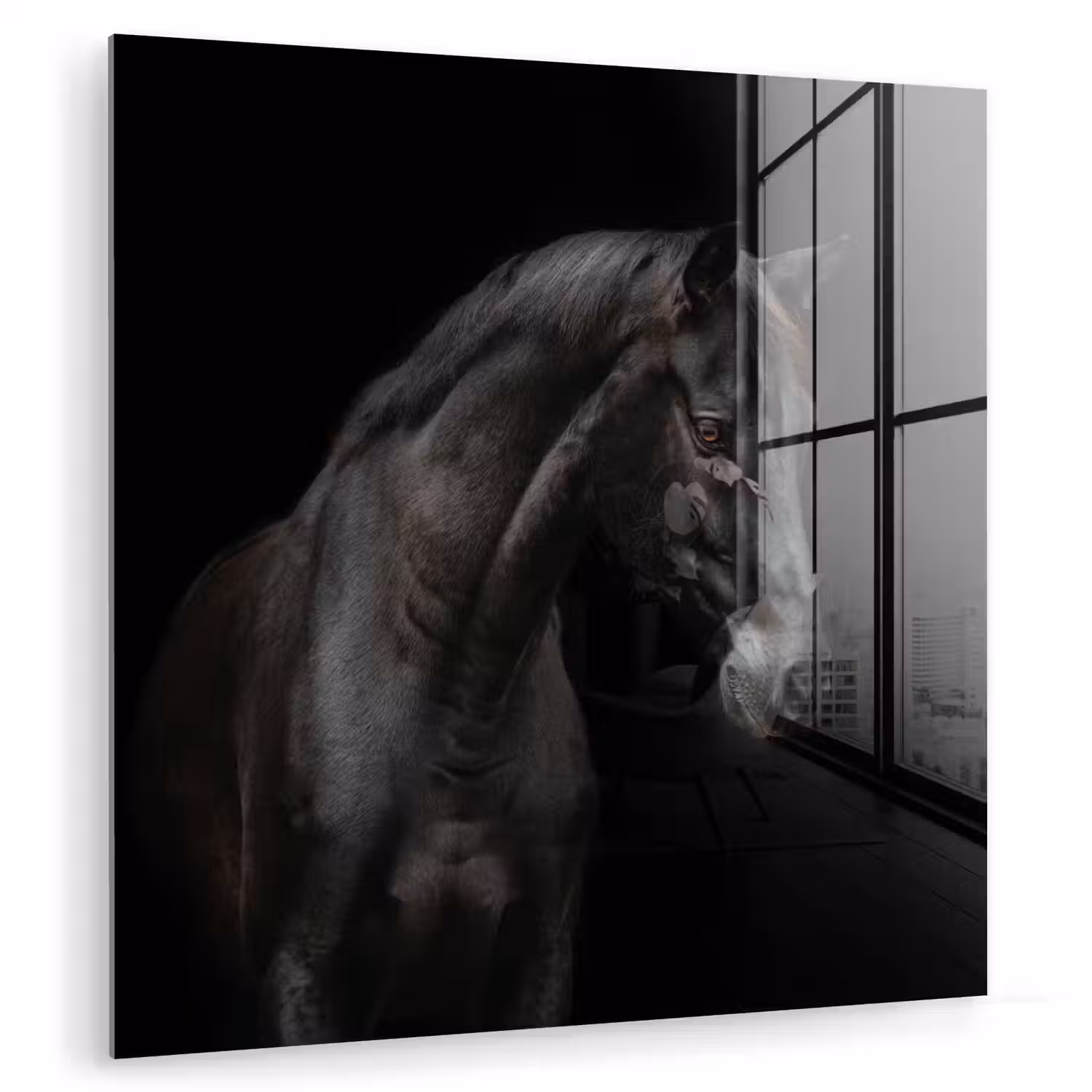 Paard - Dieren - Zwart - Portret plexiglas 5mm klein -zzzproduct_nieuw