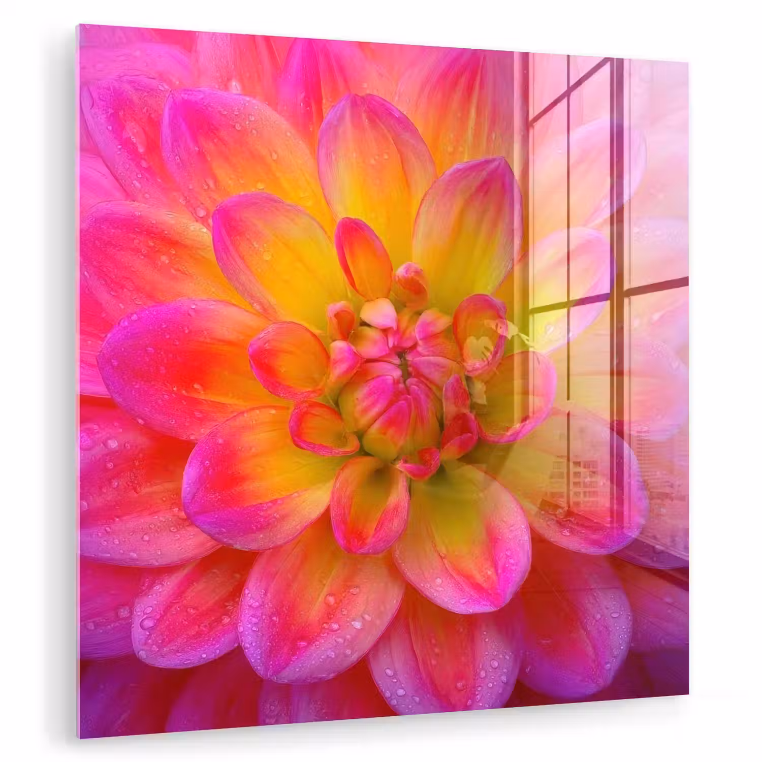 Roze - Dahlia - Kleurrijk plexiglas 5mm klein -zzzproduct_nieuw
