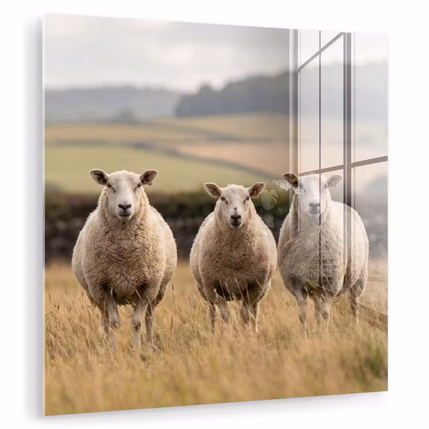 Schapen - Weidenlandschap - Heuvels plexiglas 5mm klein -zzzproduct_nieuw