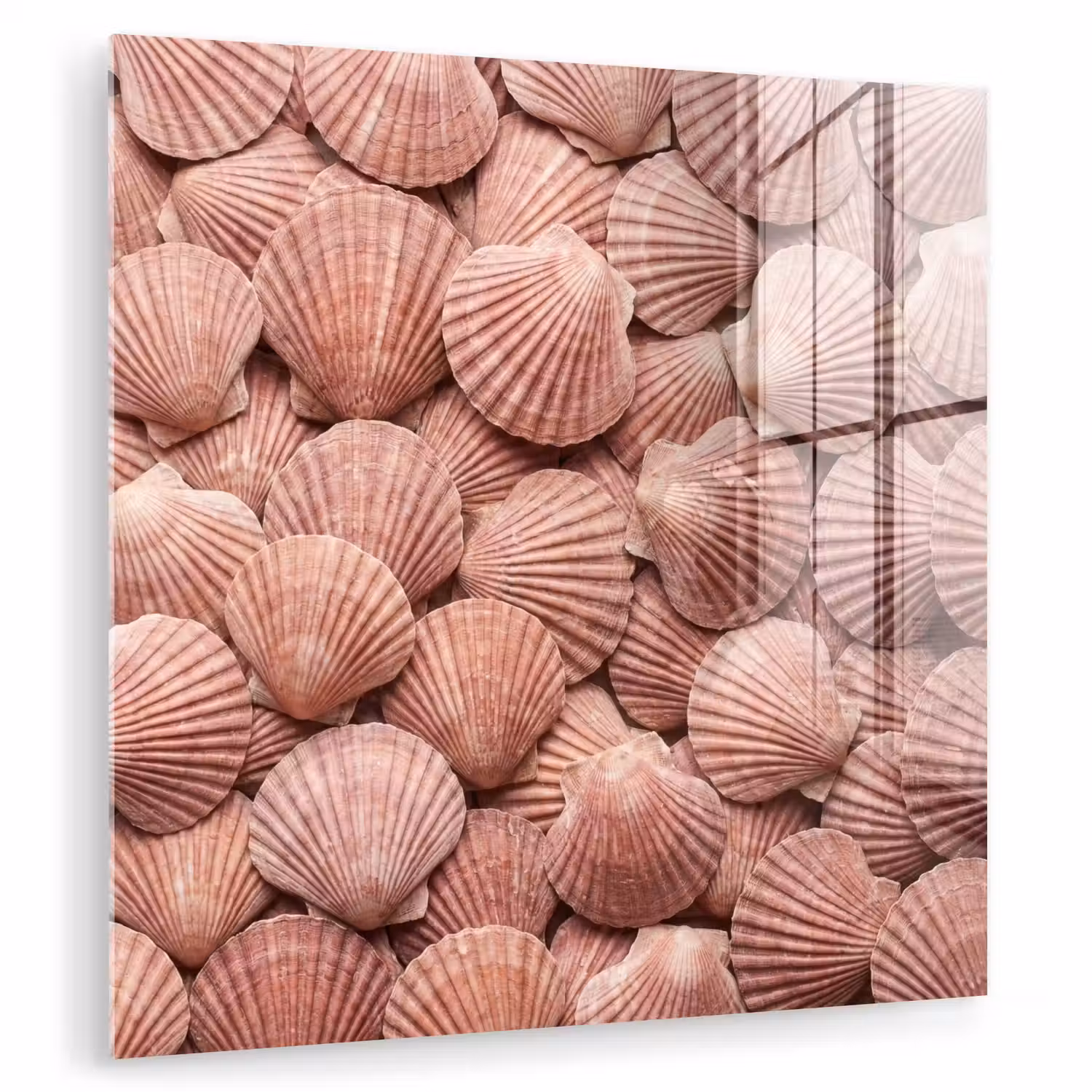 Schelpen - Patroon - Roze plexiglas 5mm klein -zzzproduct_nieuw