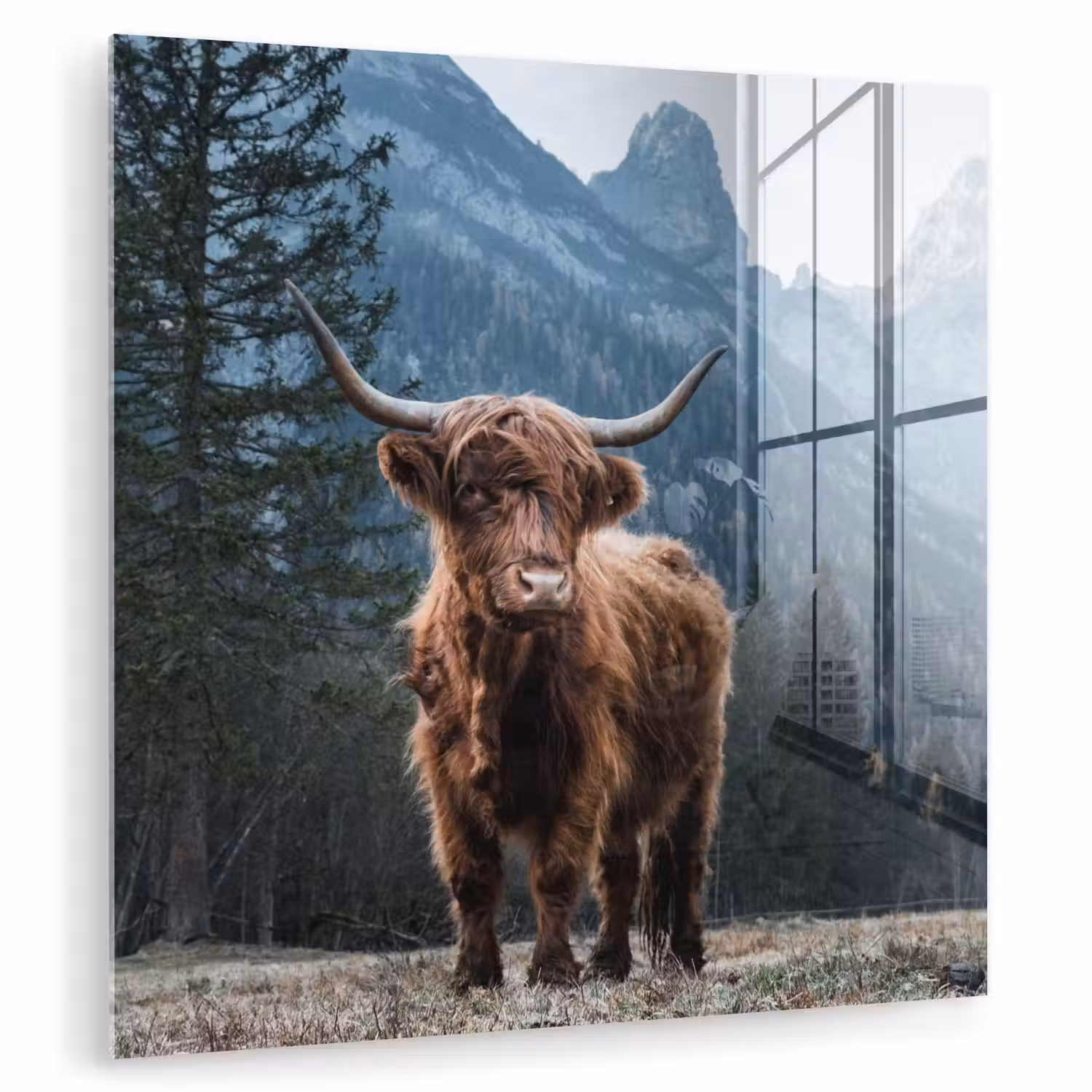 Schottische Highlander - Berg - Landschaft - Bäume - Kuh - Natur plexiglas 5mm klein -zzzproduct_nieuw