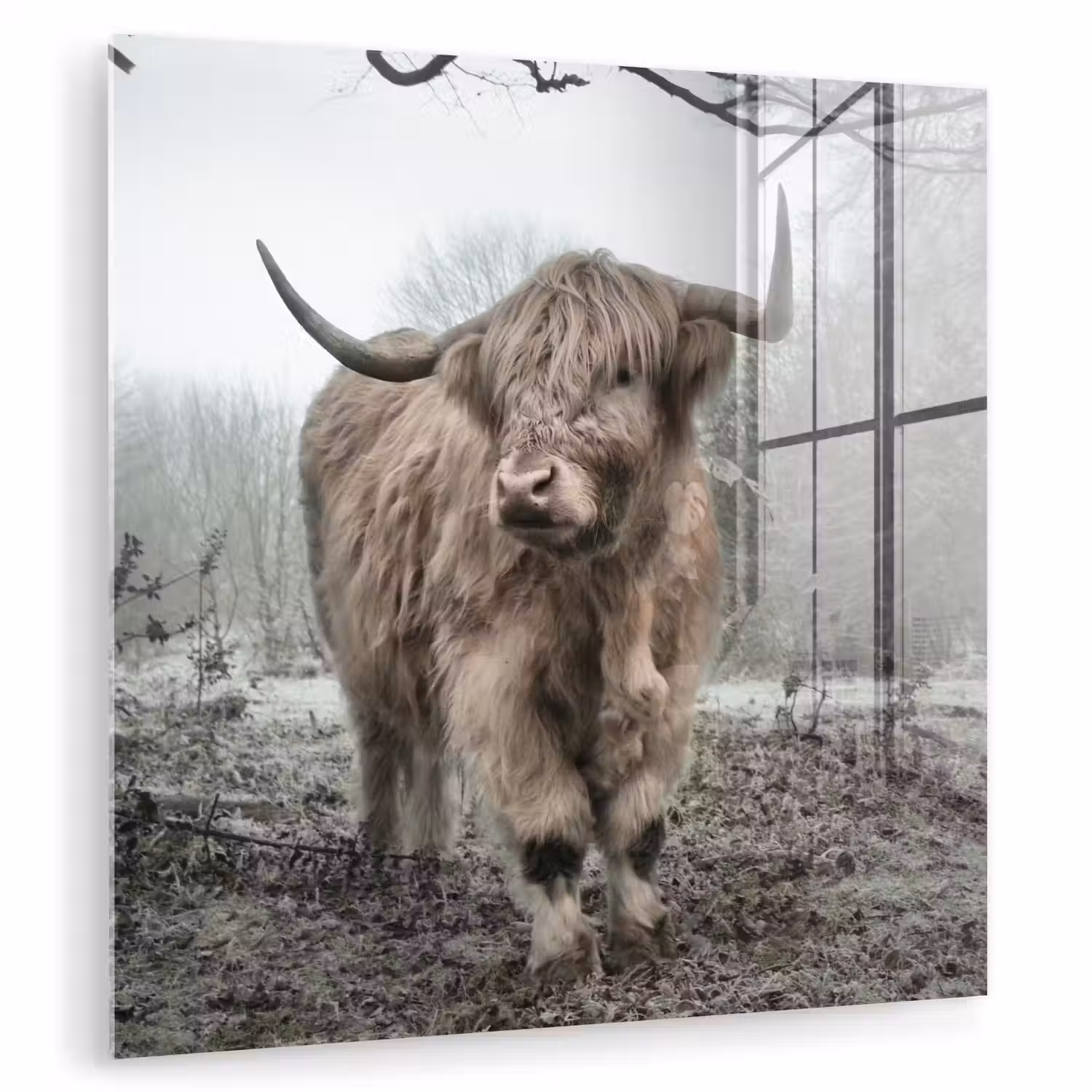 Schotse Hooglander - Bos - Mist - Koe - Dieren - Natuur plexiglas 5mm klein -zzzproduct_nieuw