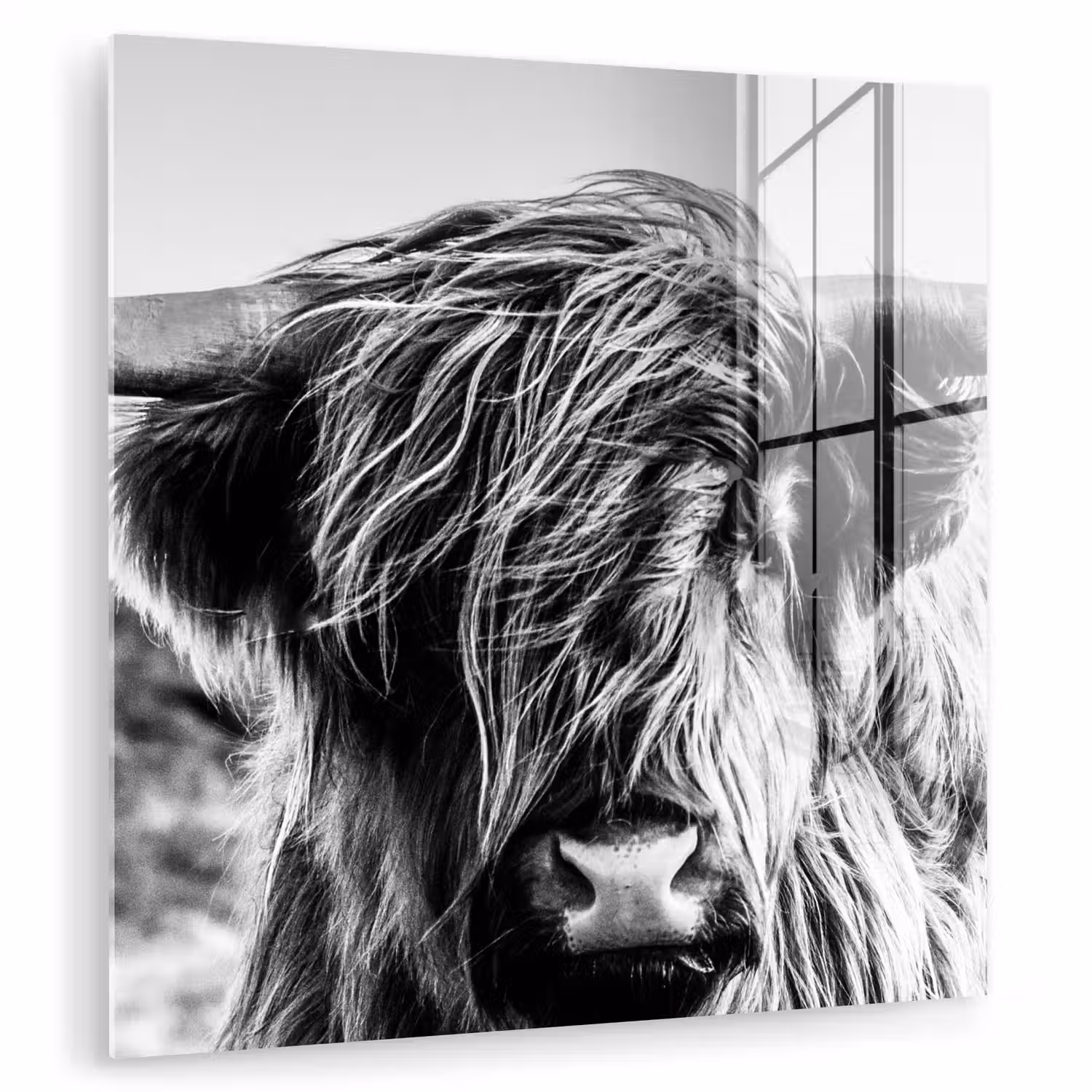 Schotse hooglander - Close up - Horens - Vacht - Zwart Wit plexiglas 5mm klein -zzzproduct_nieuw