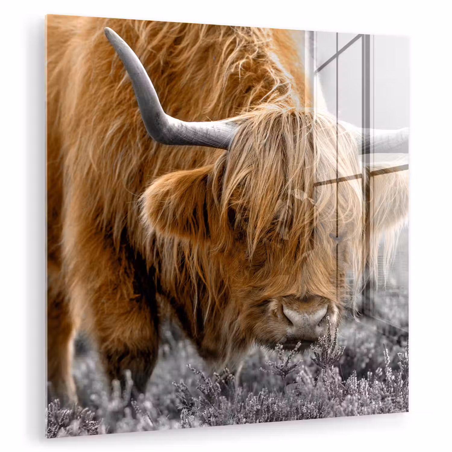 Schotse Hooglander - Dieren - Bruin - Koe - Zwart - Wit - Natuur plexiglas 5mm klein -zzzproduct_nieuw
