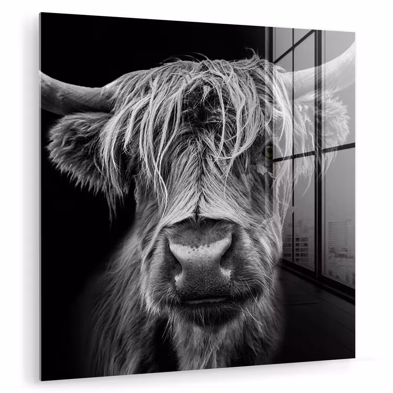 Schotse Hooglander - Horens - Zwart - Wit - Koe - Wild - Dieren plexiglas 5mm klein -zzzproduct_nieuw