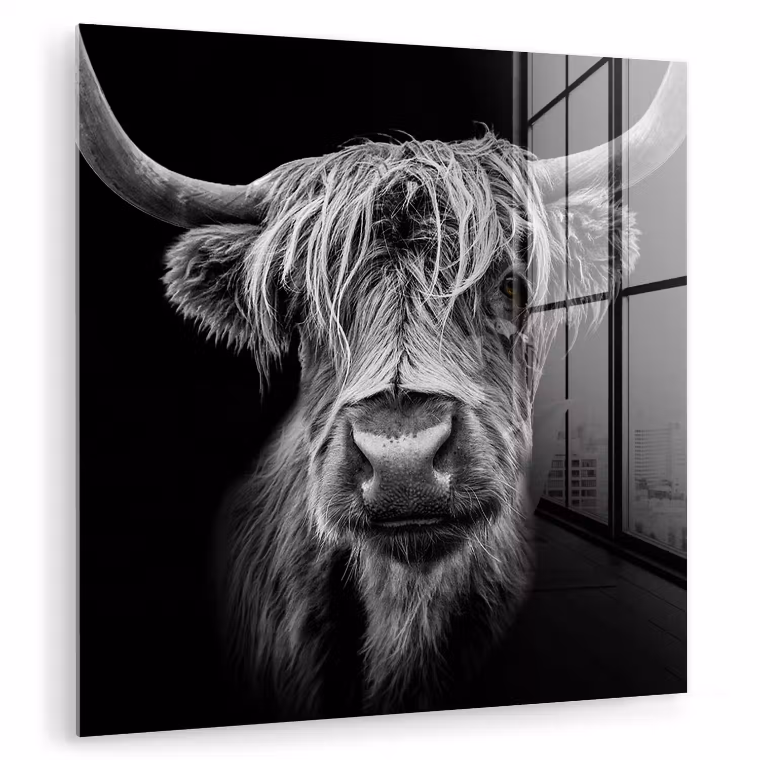Schotse Hooglander - Horens - Zwart - Wit - Koe - Wild - Dieren plexiglas 5mm klein -zzzproduct_nieuw
