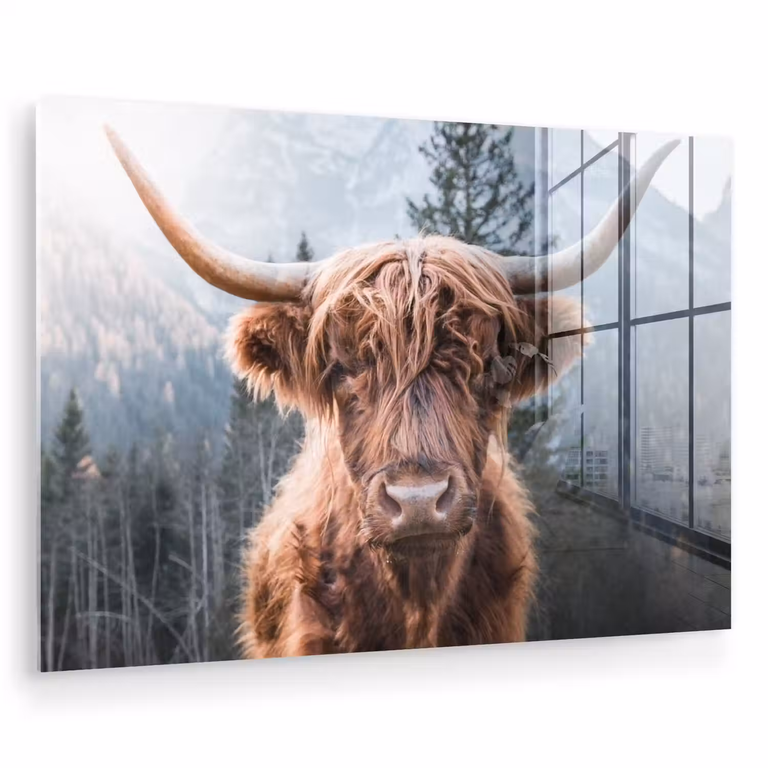 Schotse hooglander - Koe - Dieren - Berg - Natuur plexiglas 5mm klein -zzzproduct_nieuw