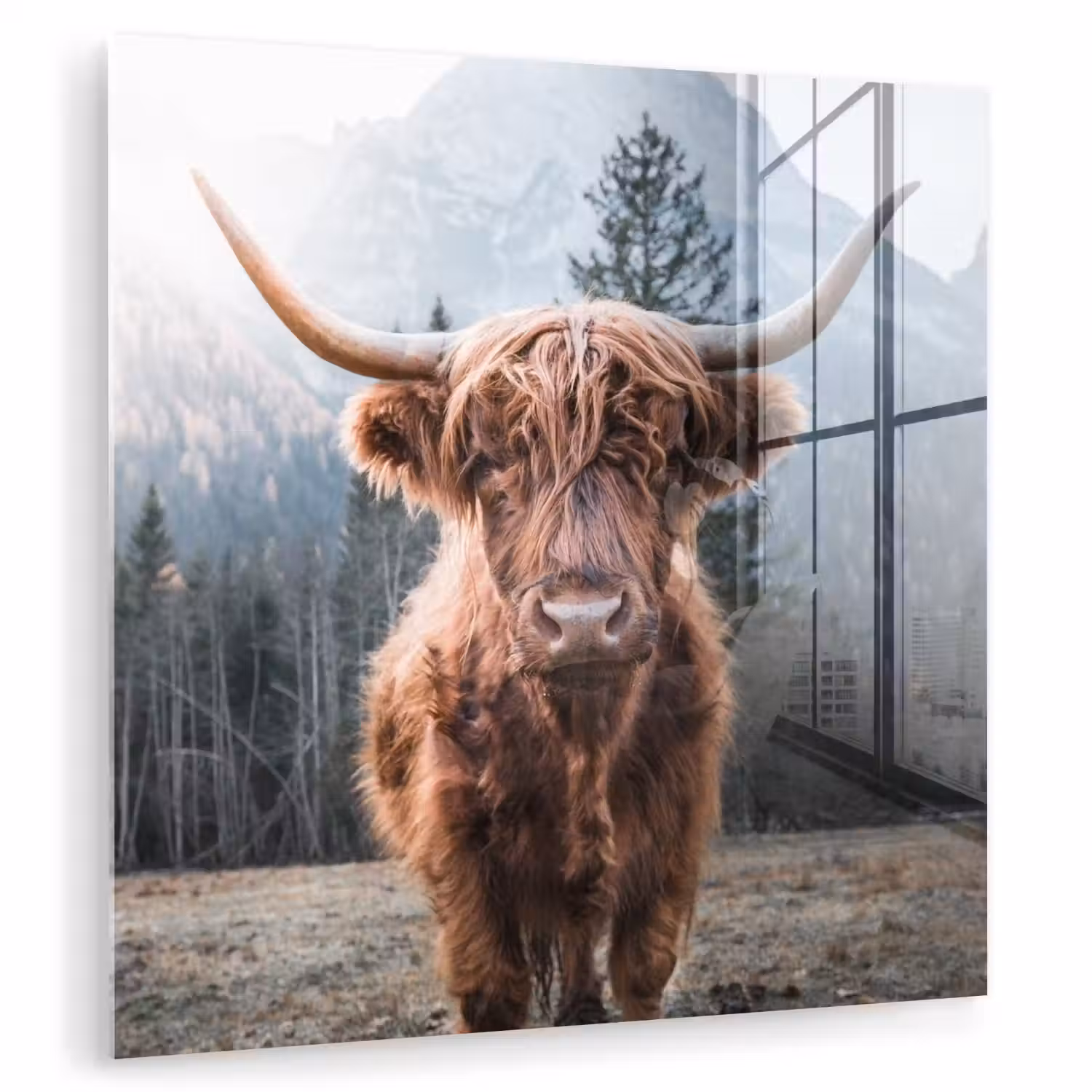 Schotse hooglander - Koe - Dieren - Berg - Natuur plexiglas 5mm klein -zzzproduct_nieuw