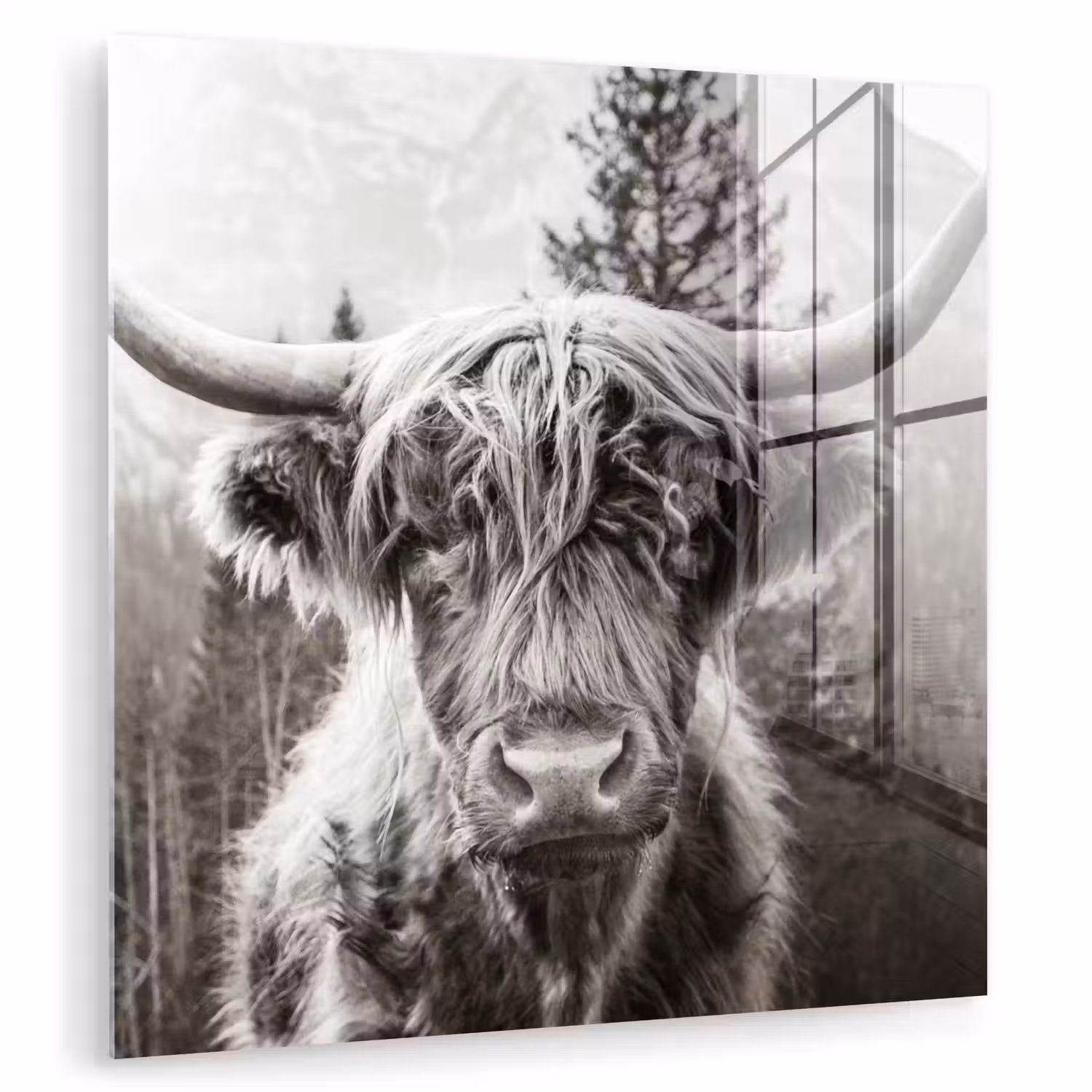 Schotse hooglander - Koe - Dieren - Zwart - Wit plexiglas 5mm klein -zzzproduct_nieuw