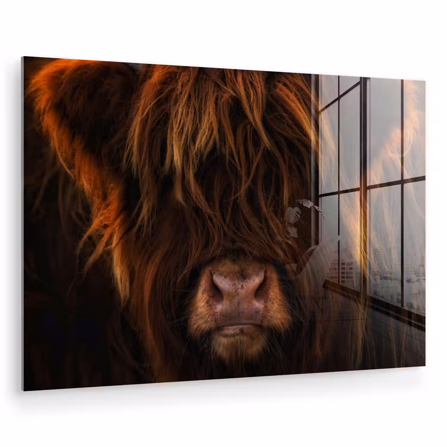 Schotse Hooglander - Koe - Portret - Dieren plexiglas 5mm klein -zzzproduct_nieuw
