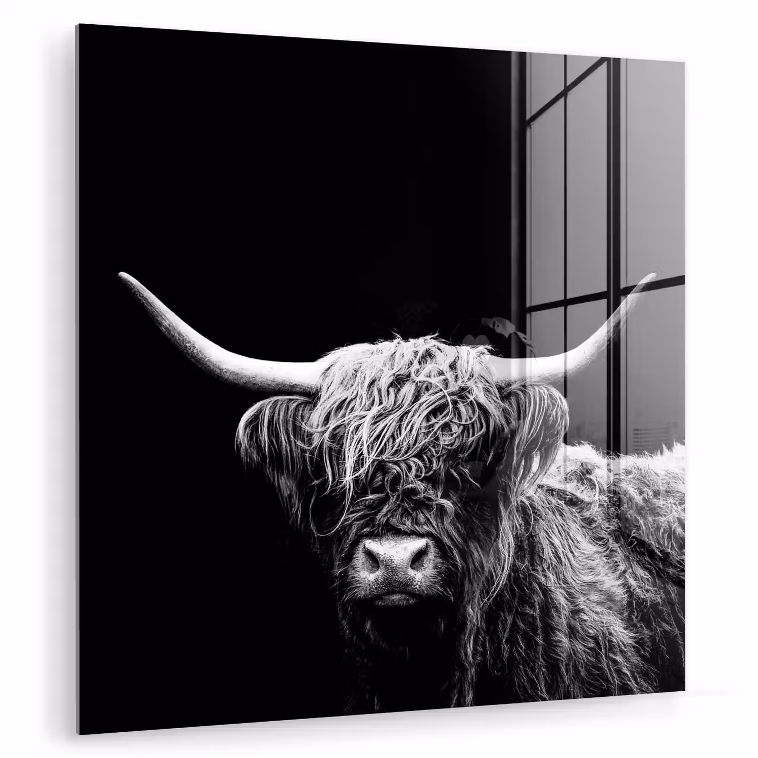 Schotse Hooglander - Koe - Zwart - Wit - Dieren plexiglas 5mm klein -zzzproduct_nieuw