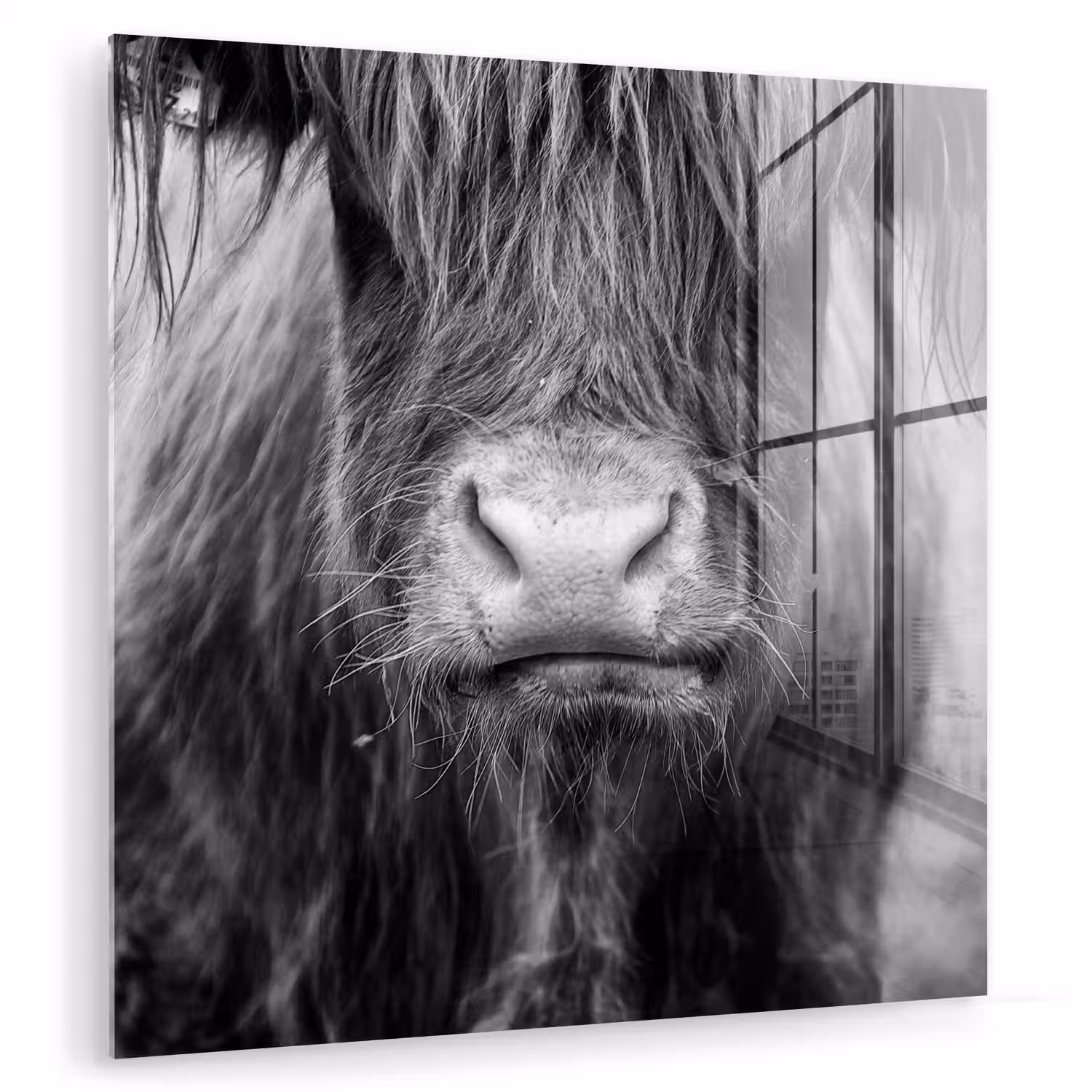 Schotse hooglander - Koe - Zwart - Wit - Dieren plexiglas 5mm klein -zzzproduct_nieuw