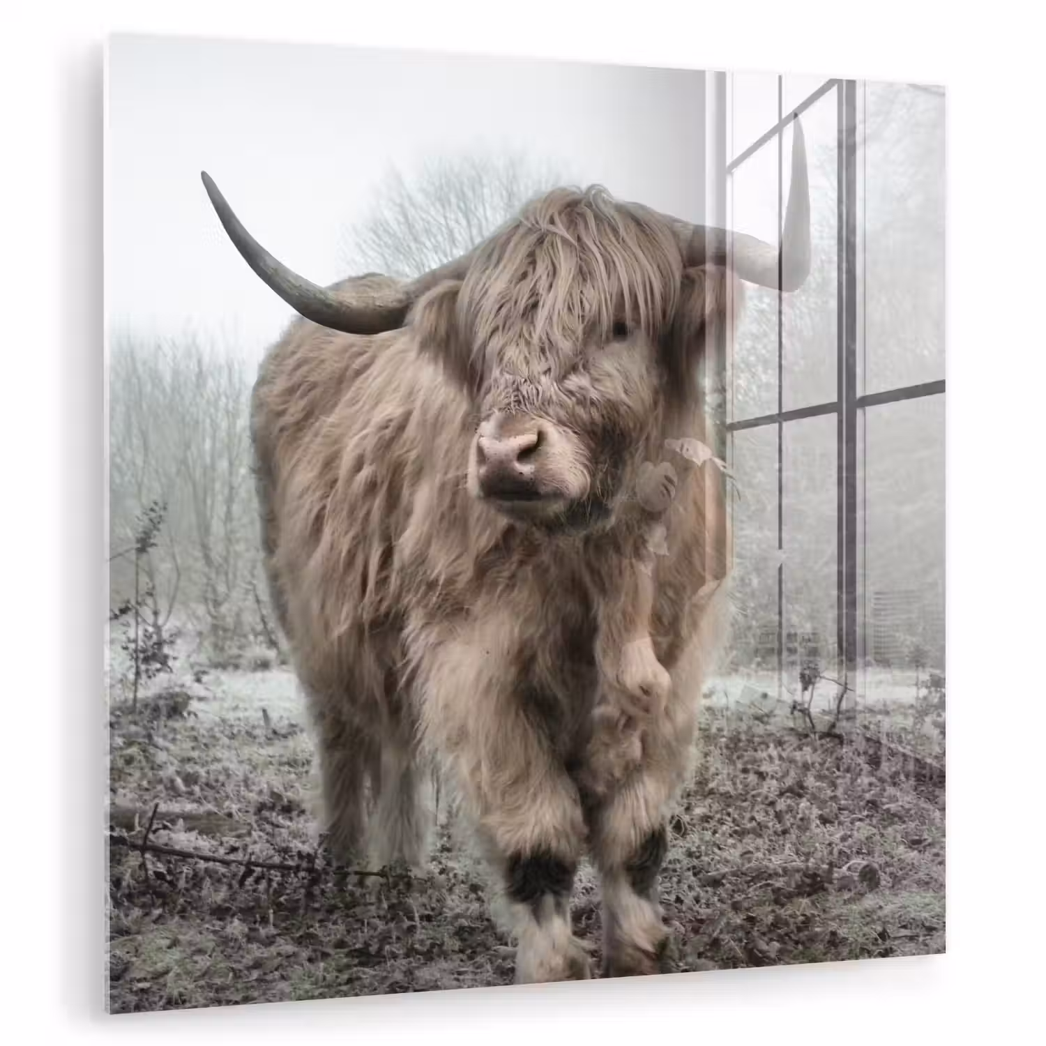 Schotse hooglander - Natuur - Herfst - Dieren - Wild - Bos plexiglas 5mm klein -zzzproduct_nieuw