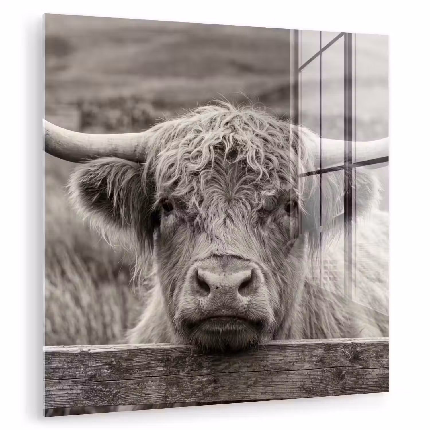 Schotse hooglander - Zwart - Wit - Hout plexiglas 5mm klein -zzzproduct_nieuw