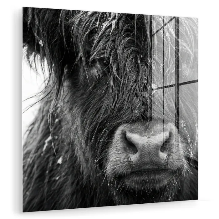 Schotse hooglander - Zwart - Wit - Sneeuwvlokken plexiglas 5mm klein -zzzproduct_nieuw