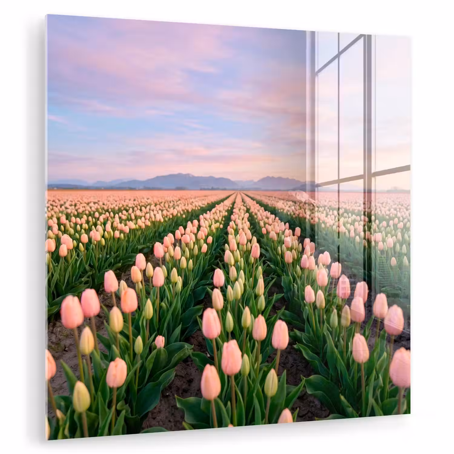 Tulpen - Landschap - Roze plexiglas 5mm klein -zzzproduct_nieuw