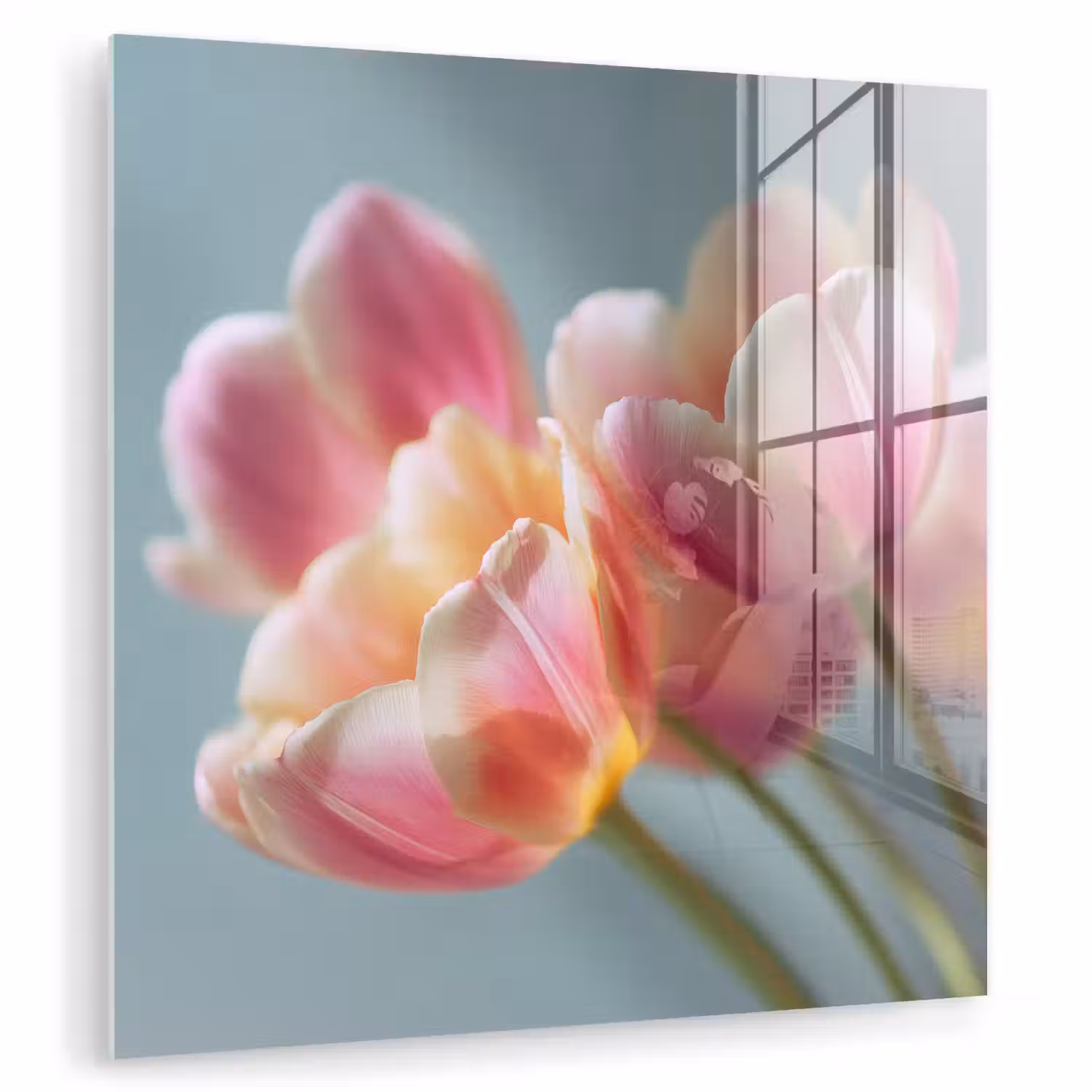 Tulpen - Roze - Stelen plexiglas 5mm klein -zzzproduct_nieuw