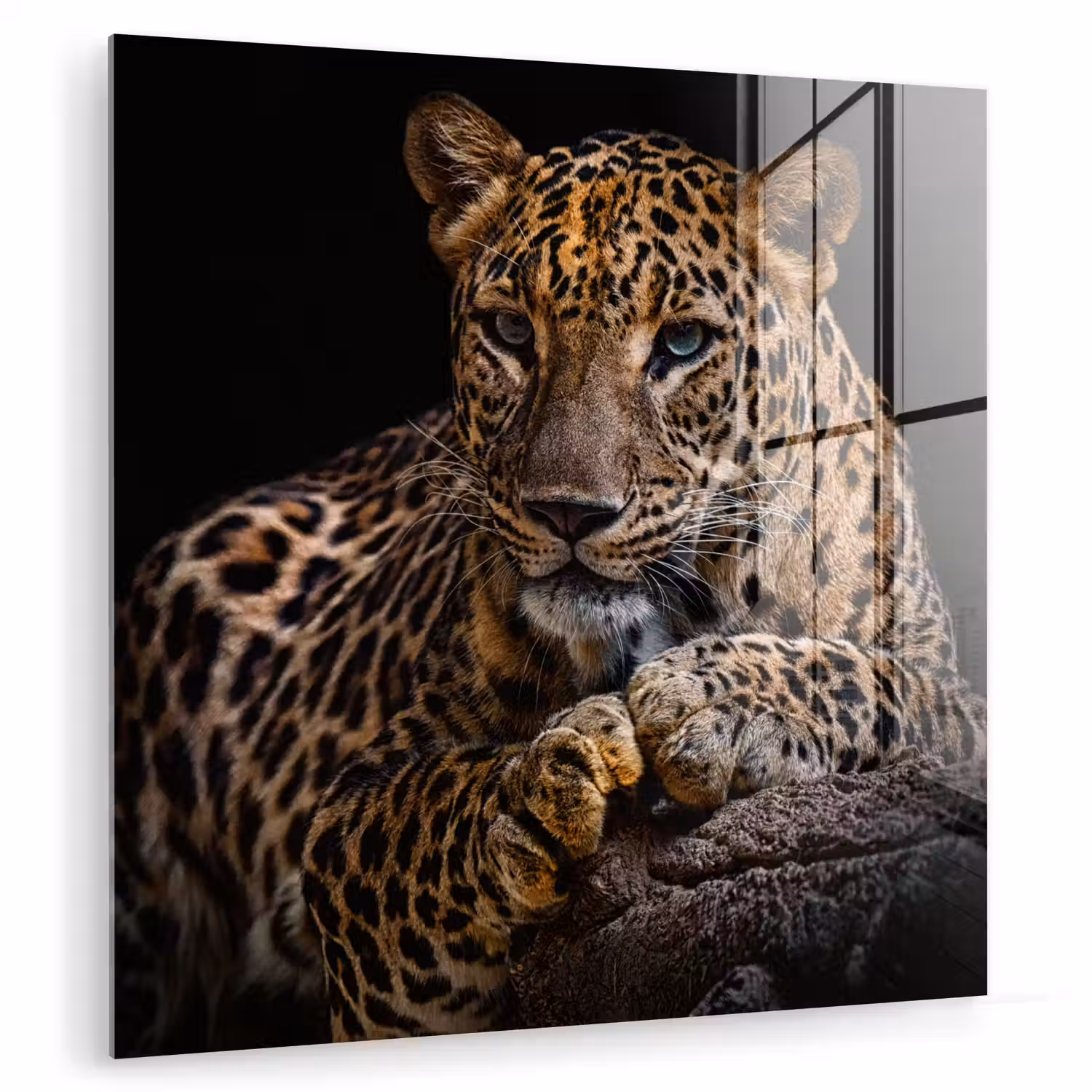 Wilde dieren - Panter - Portret - Zwart - Dieren plexiglas 5mm klein -zzzproduct_nieuw