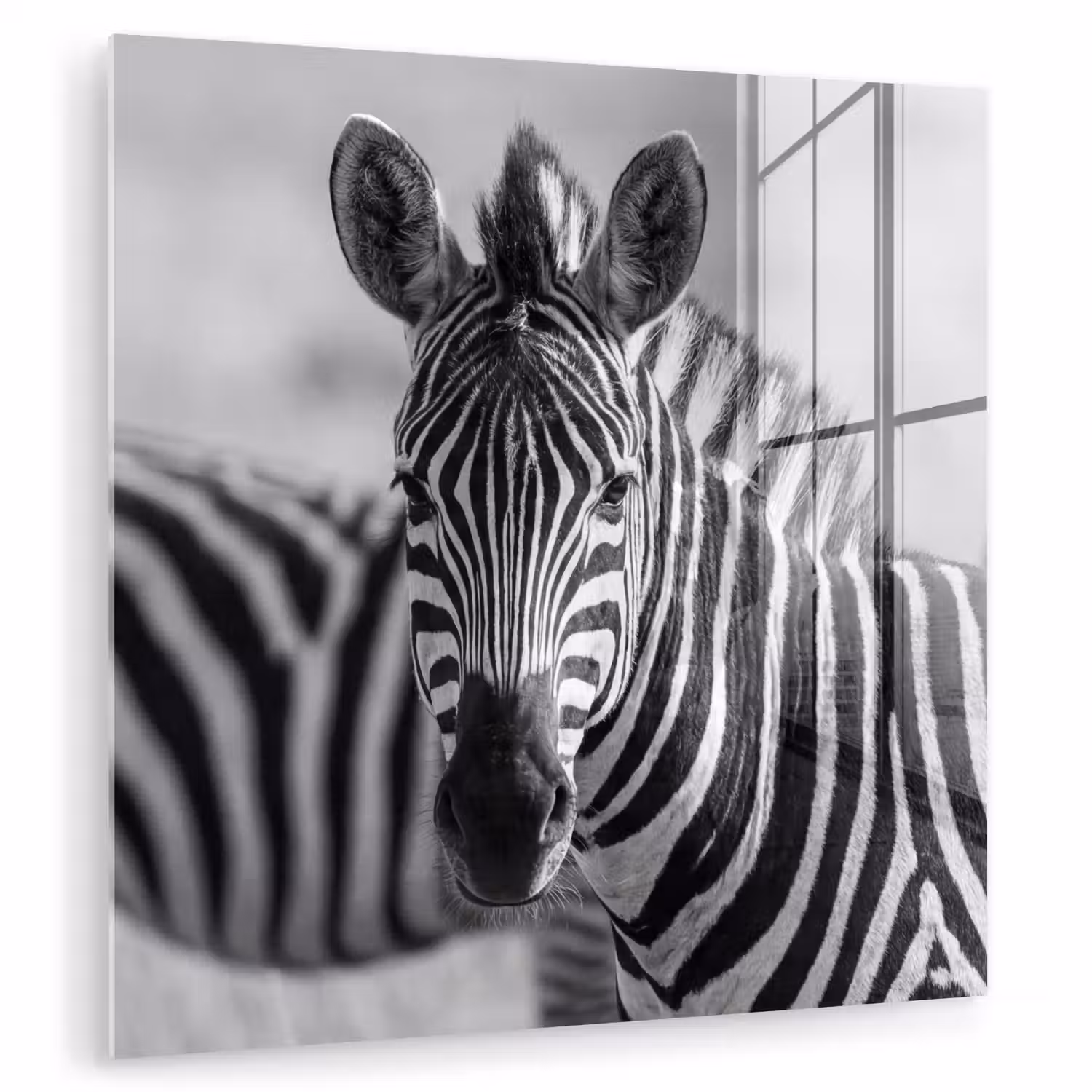 Zebra's - Zwart - Wit plexiglas 5mm klein -zzzproduct_nieuw