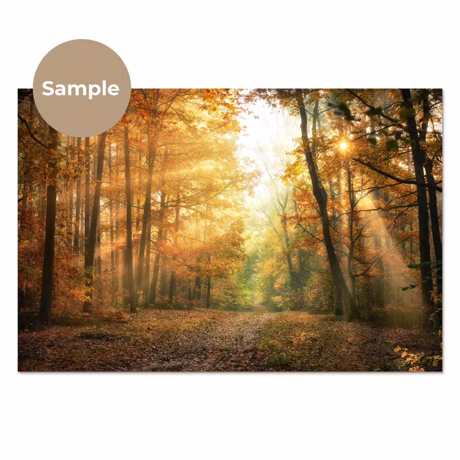 Bos - Herfst - Zon - Landschap - Natuur - Bomen - Bladeren keuken achterwand sample klein -3d
