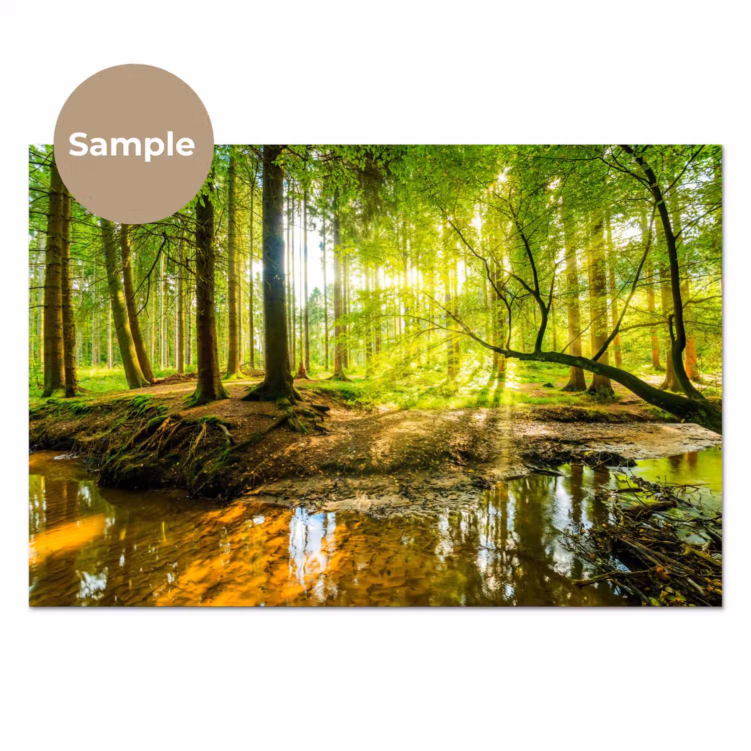 Bos - Landschap - Water - Bomen - Zon - Groen - Natuur keuken achterwand sample klein -3d
