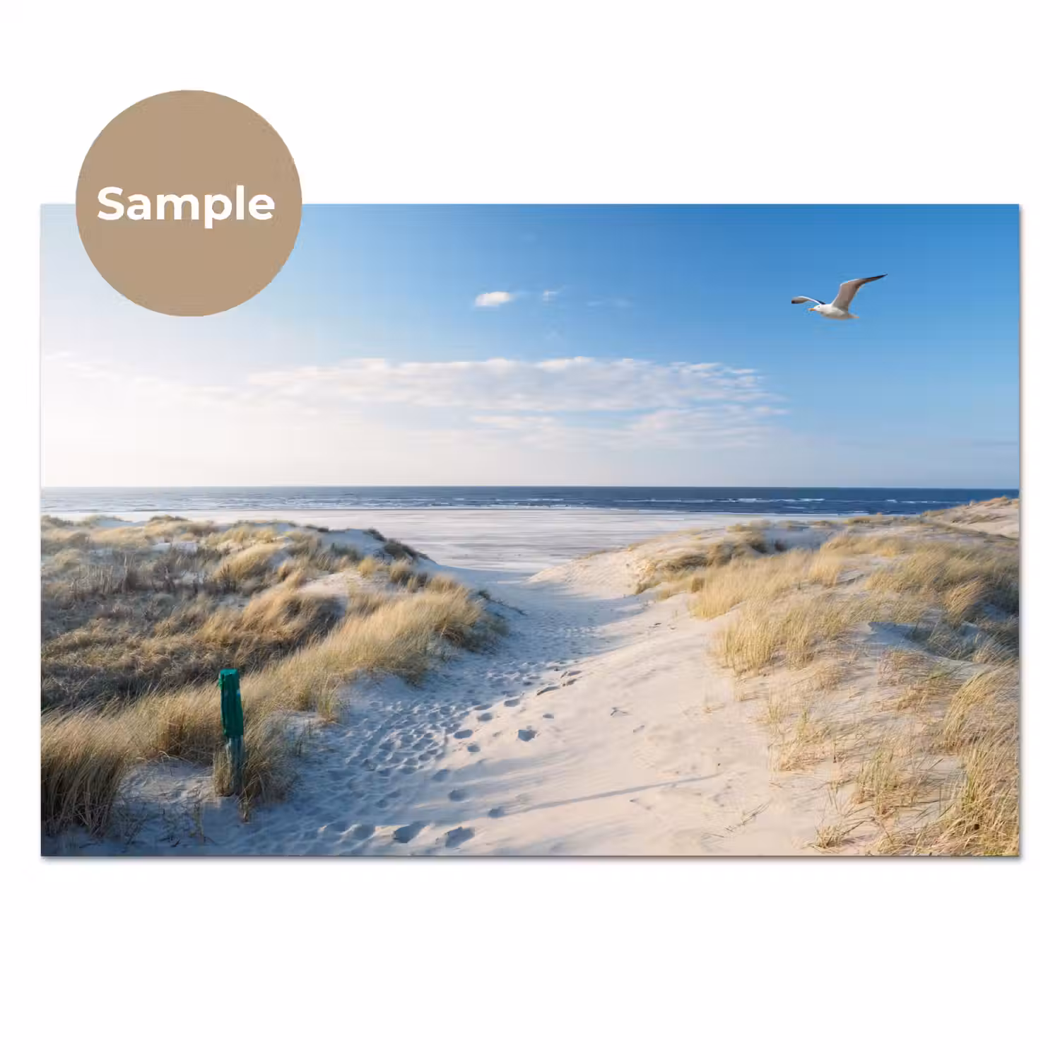 Duin - Meeuw - Strand - Zee - Zon keuken achterwand sample klein -3d