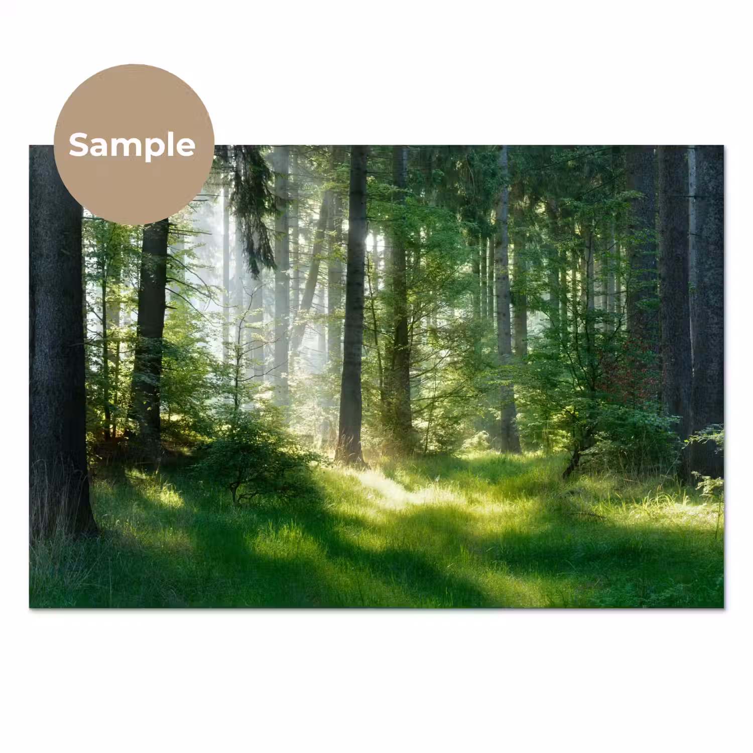 Natuur - Bomen - Bos - Groen - Zon - Gras - Planten keuken achterwand sample klein -3d