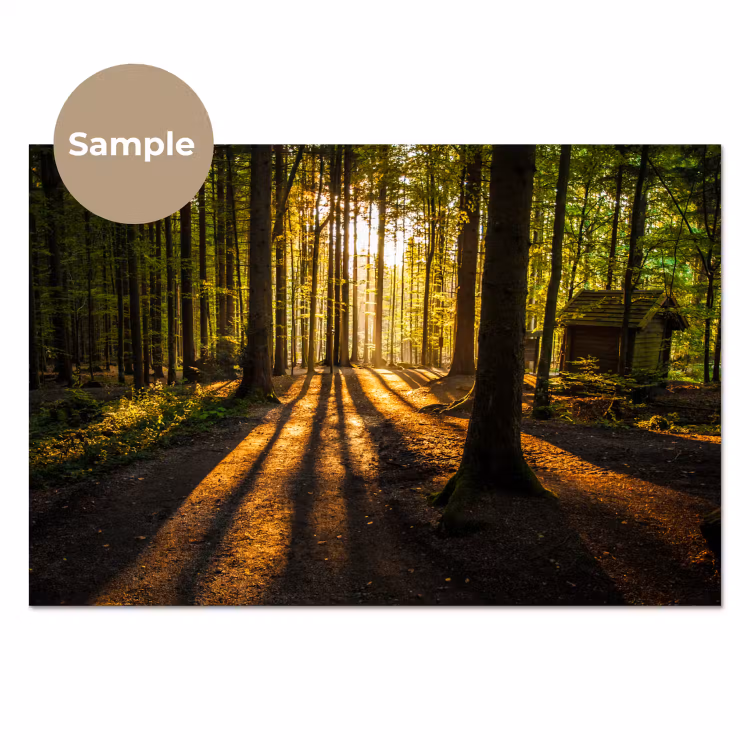Zon - Bomen - Bos - Landschap - Natuur keuken achterwand sample klein -3d