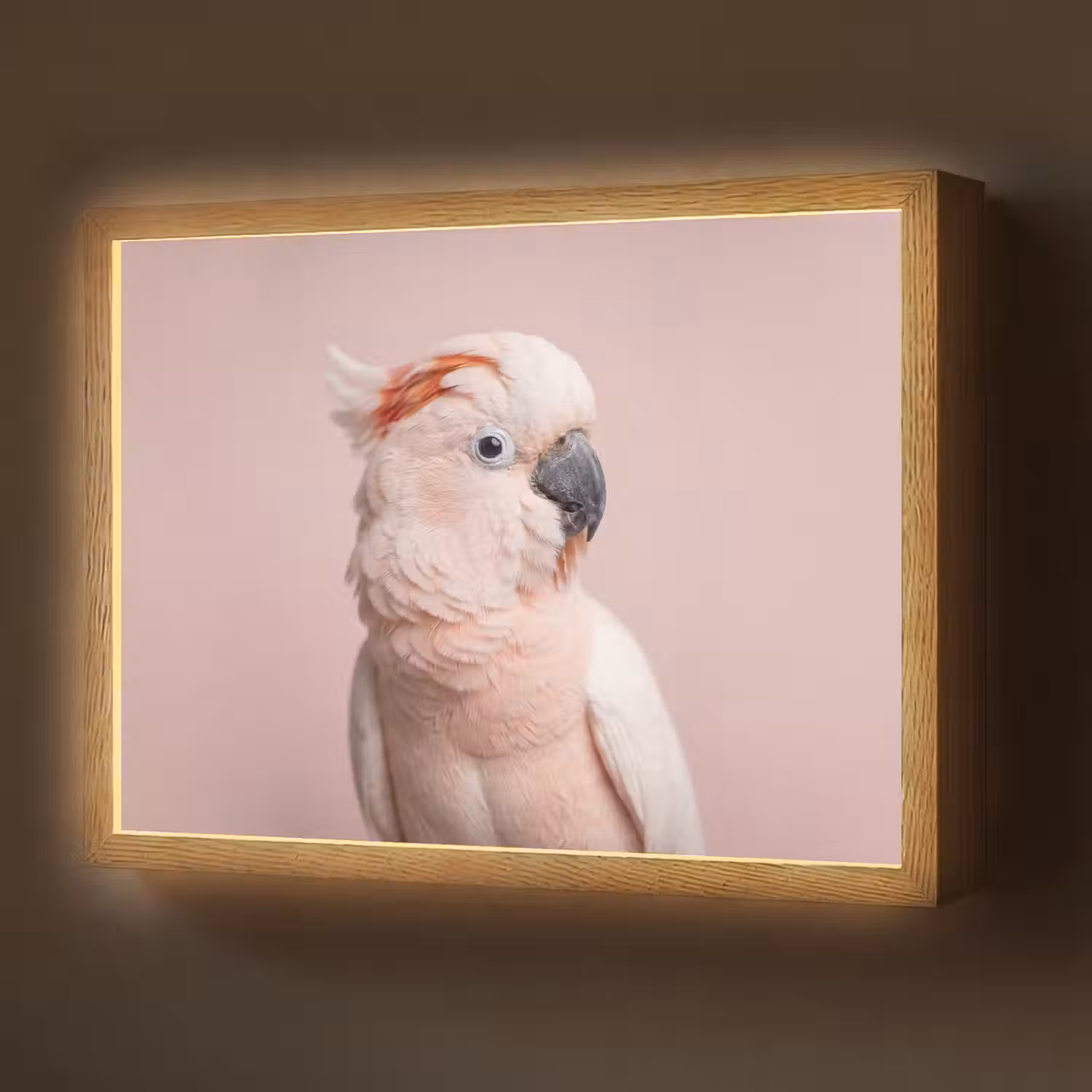 Kaketoe - Portret - Roze Light Box met batterij (Wandlamp) middel -z3d_website