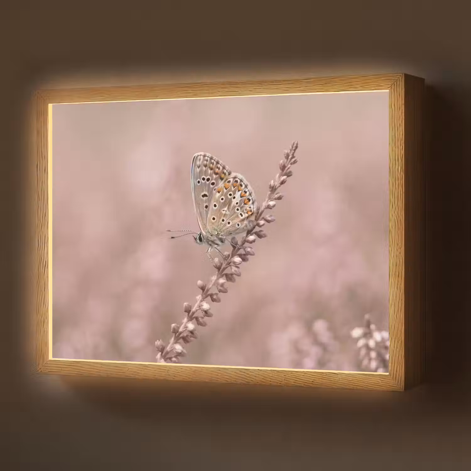 Lavendel - Vlinder - Paars Light Box met batterij (Wandlamp) middel -z3d_website