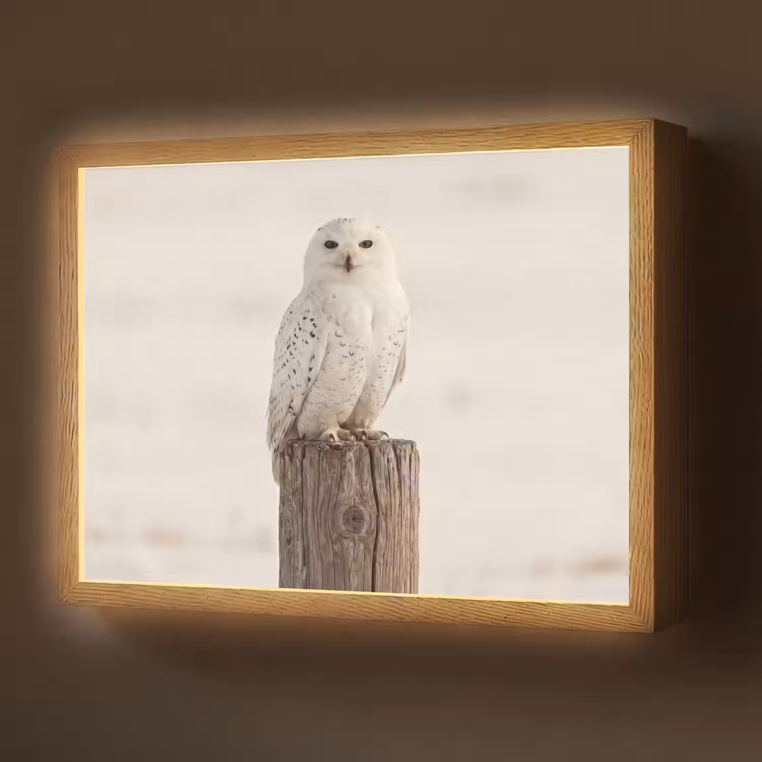 Sneeuwuil - Paal - Winter - Portret - Majestueus Light Box met batterij (Wandlamp) middel -z3d_website