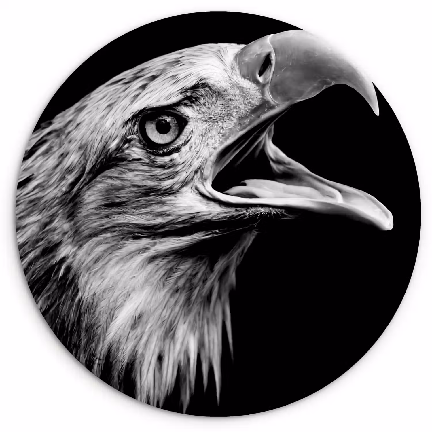 Adelaar - Portret - Roofvogels - Zwart - Wit - Vogel Wandcirkel kunststof plaat 5mm dik klein -3d
