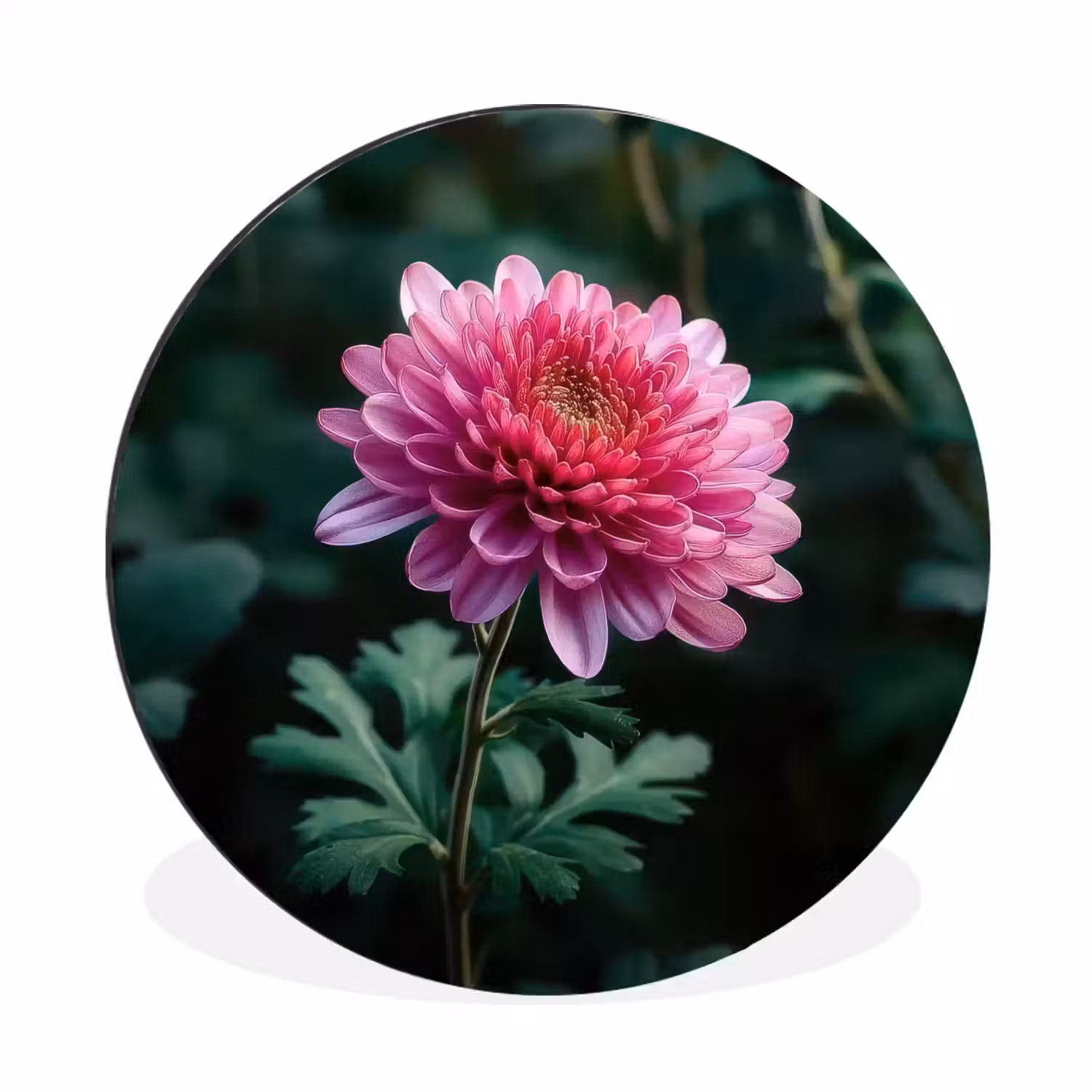 Blad - Chrysant - Roze - Schaduw Wandcirkel aluminium klein -3d
