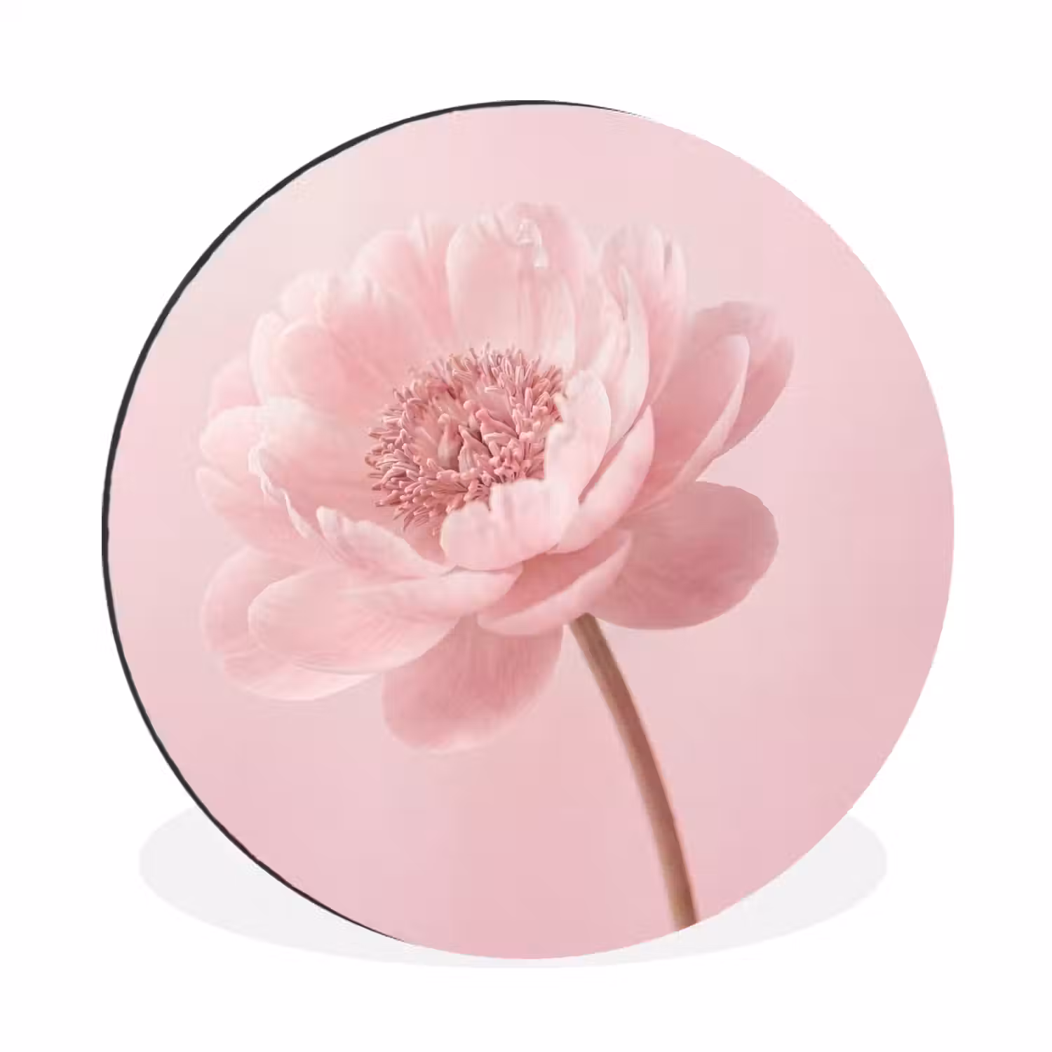 Bloem - Pioenroos - Roze Wandcirkel aluminium klein -3d