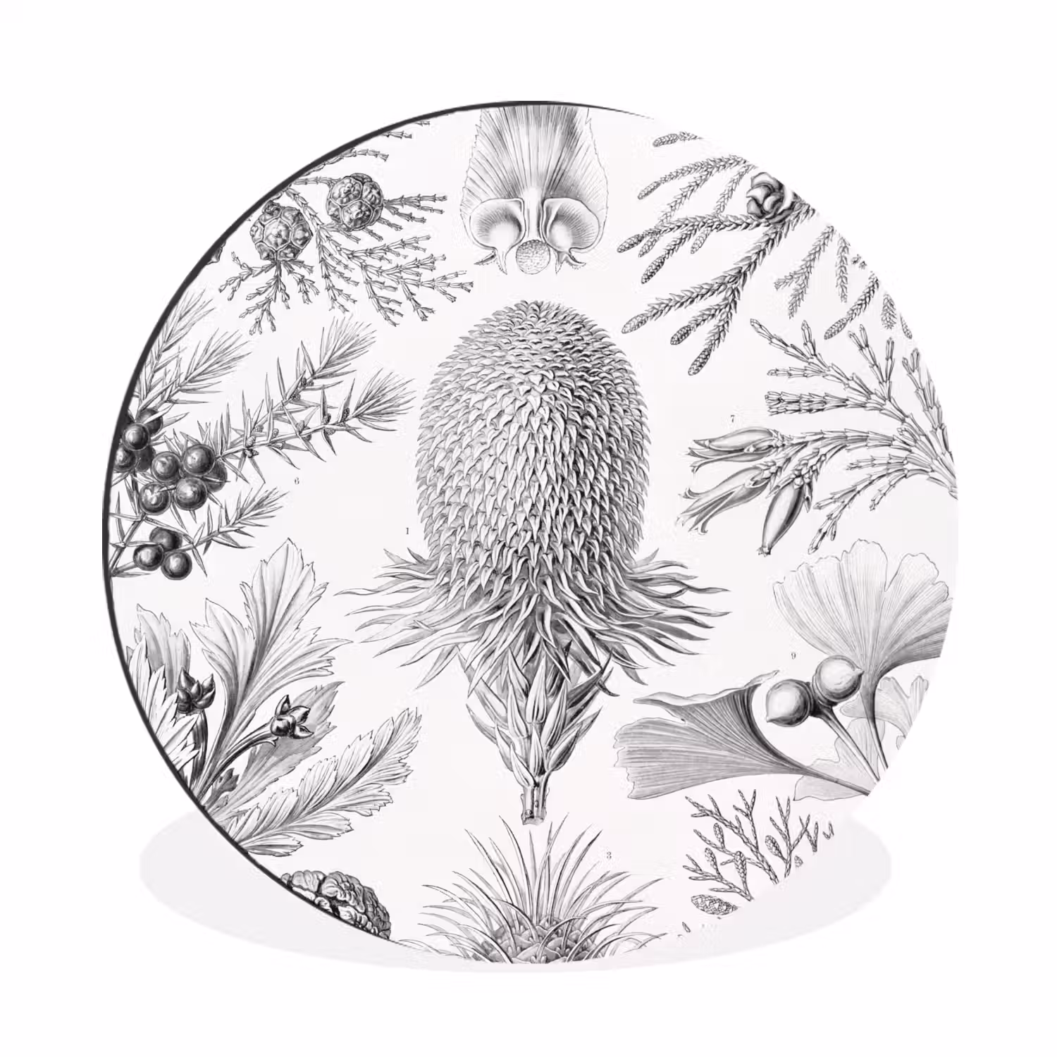 Tuinposter zwart wit - Ernst Haeckel - Kunst - Retro - Tuin Wandcirkel aluminium klein -3d