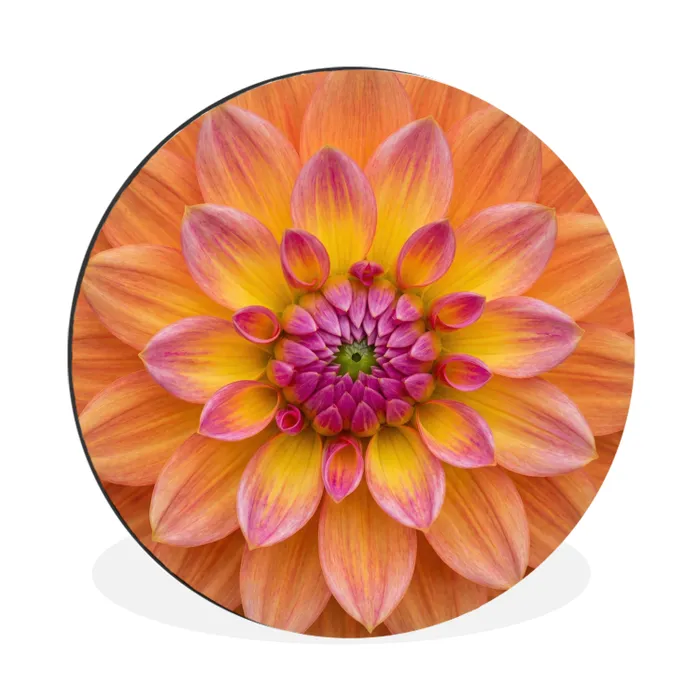 Dahlia - Bloem - Oranje Wandcirkel aluminium klein -3d