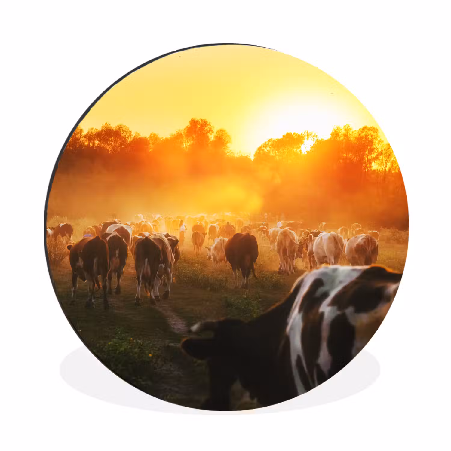 Koeien - Zonsondergang - Weiland - Dieren Wandcirkel aluminium klein -3d