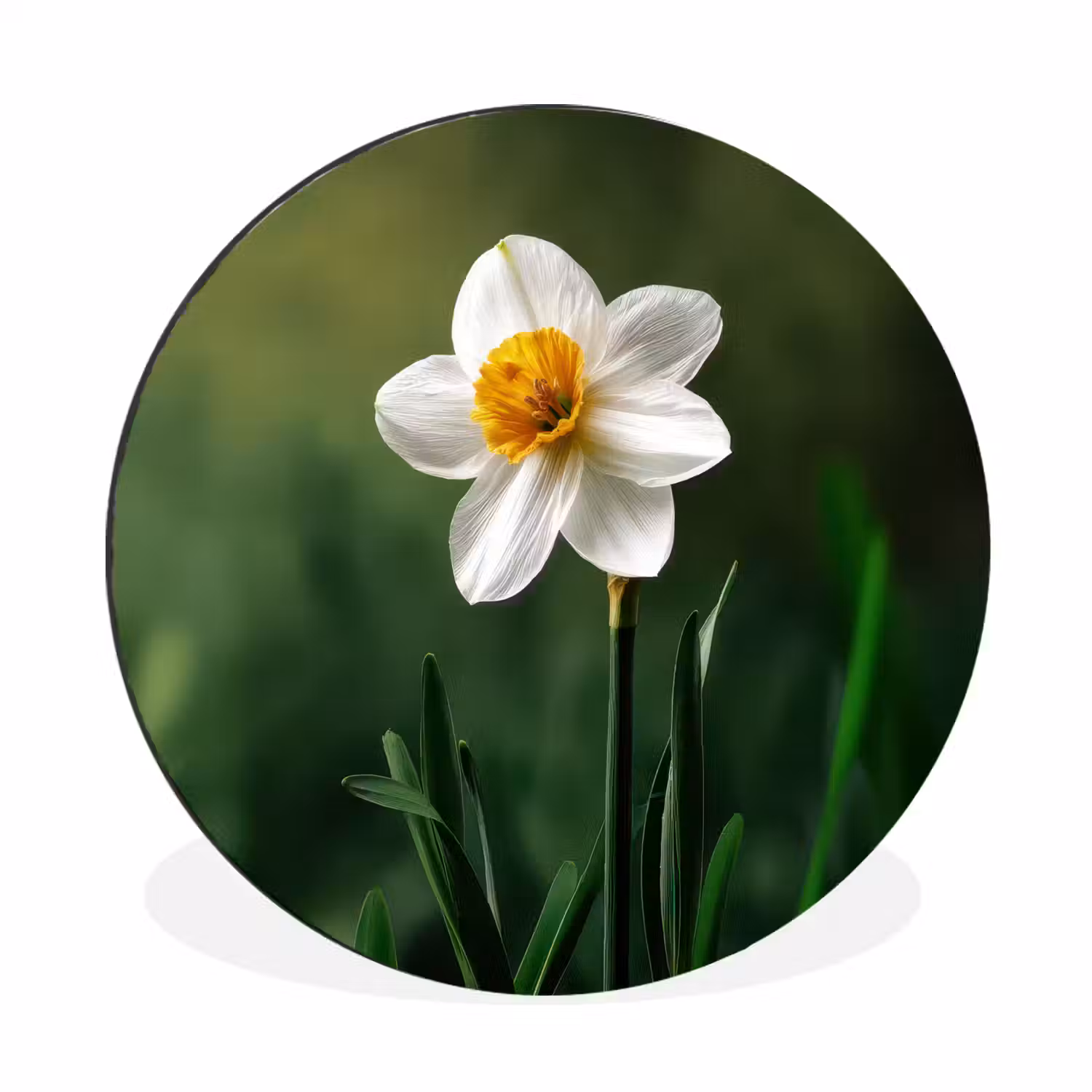 Narcis - Bloem - Wit - Grassprieten Wandcirkel aluminium klein -3d