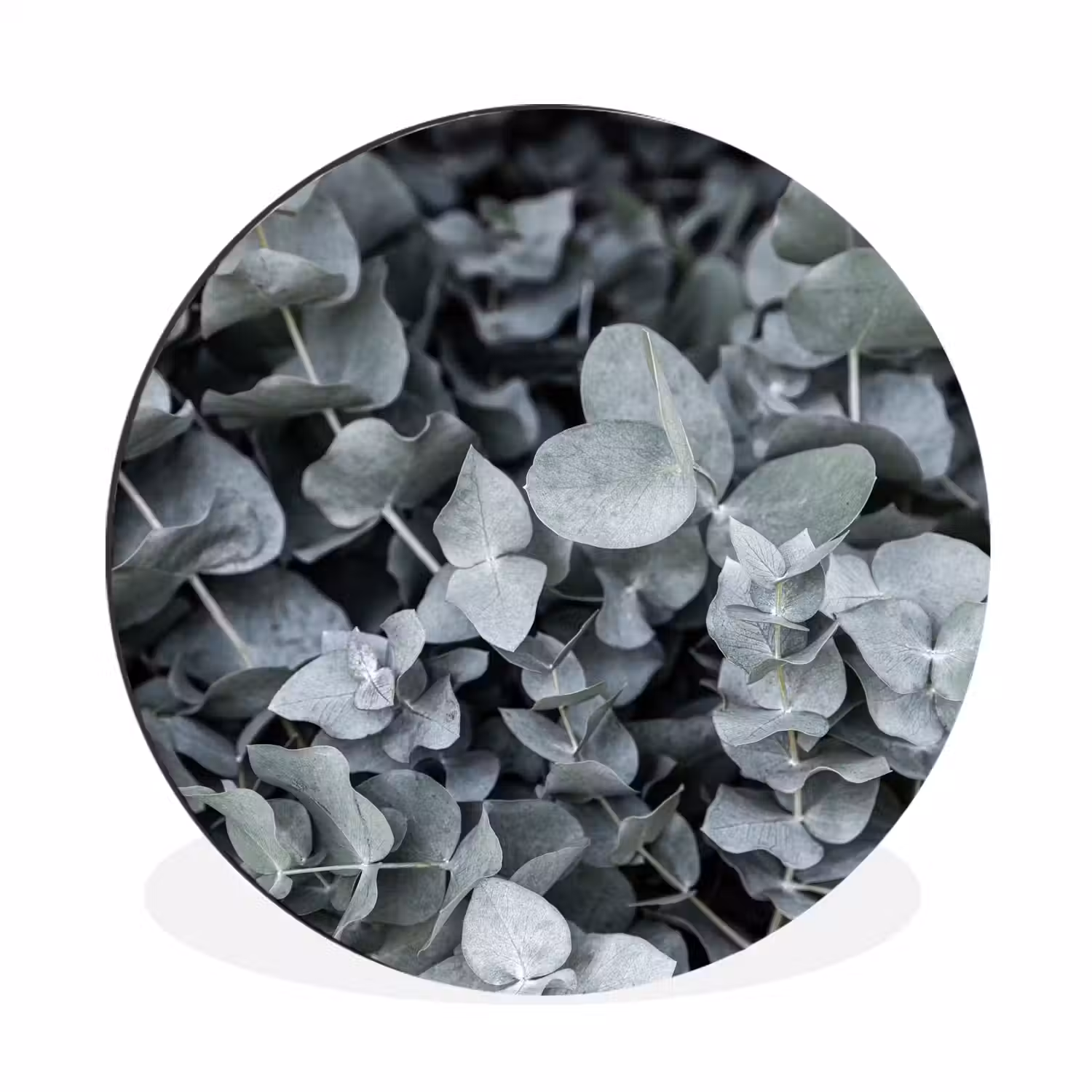 Natuur - Planten - Eucalyptus - Bladeren Wandcirkel aluminium klein -3d