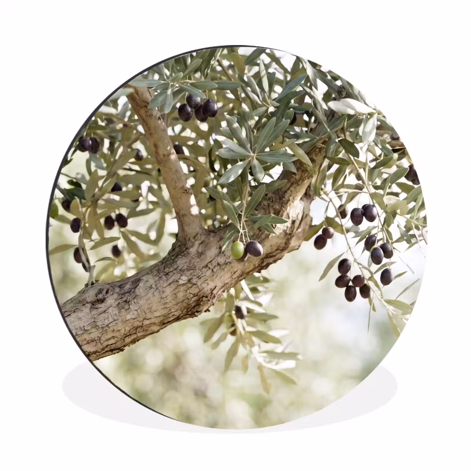 Muurcirkel aluminium - Olijfboom - tak - groen - Olijfboom - tak - groen Wandcirkel aluminium klein