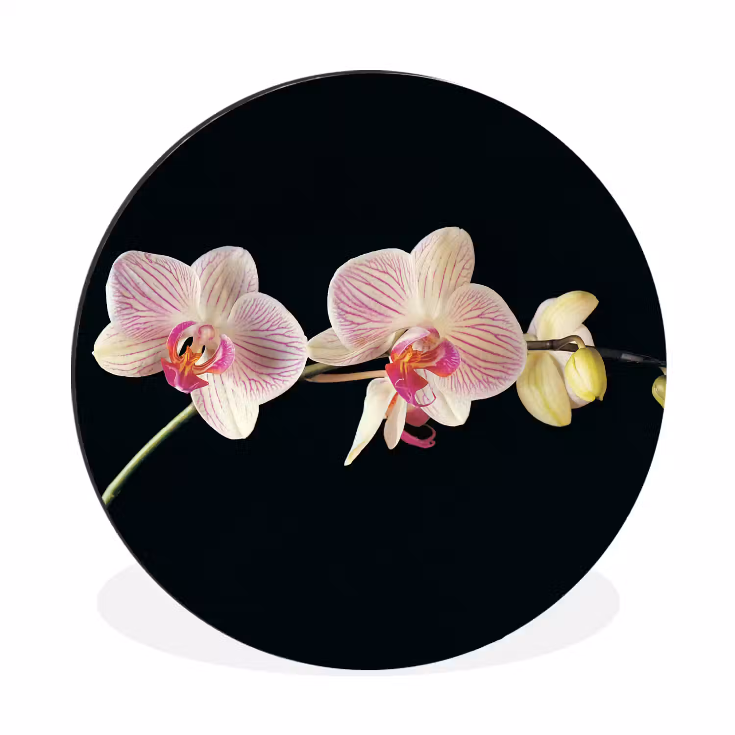 Orchidee - Bloemen - Zwart - Roze - Knoppen Wandcirkel aluminium klein -3d