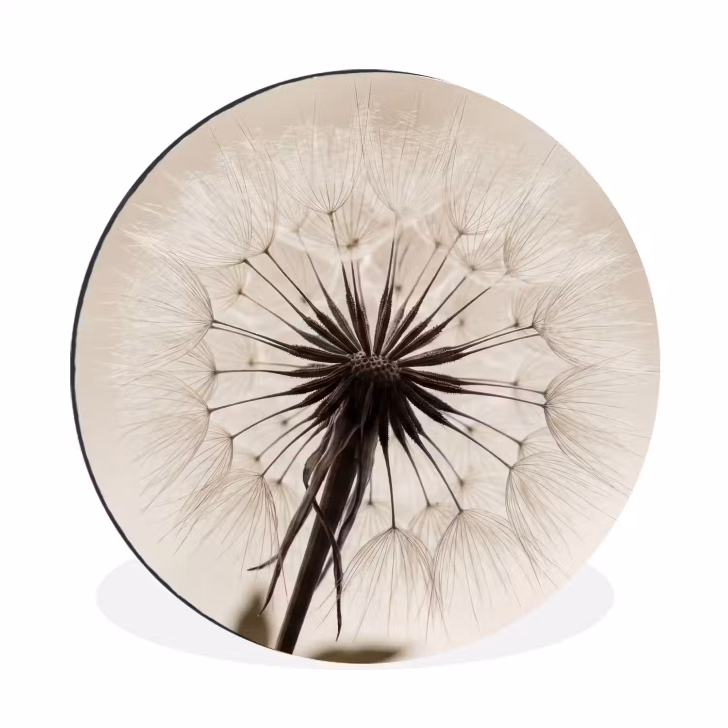 Paardenbloem - Minimalistisch - Wit Wandcirkel aluminium klein -3d
